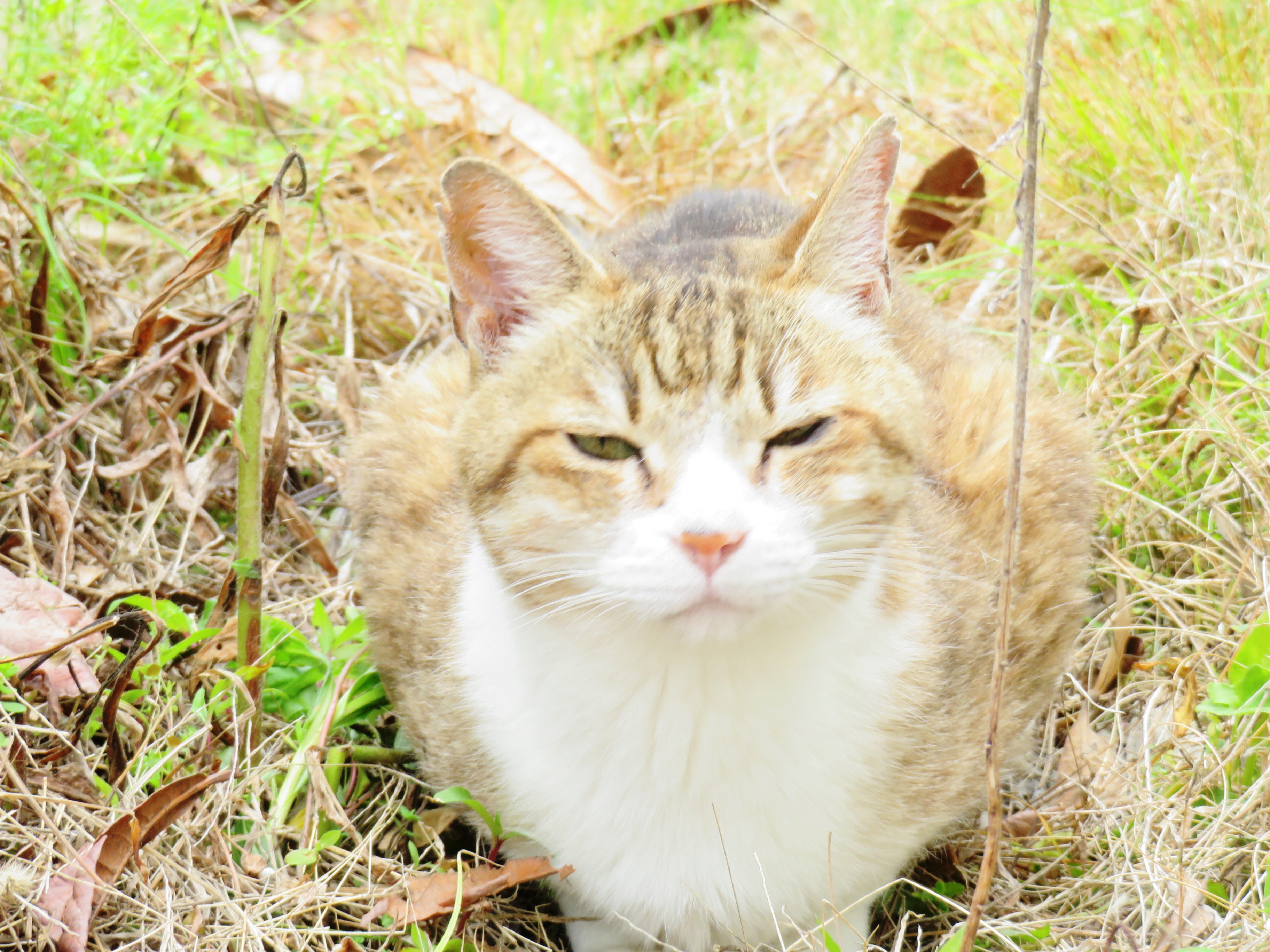 ねこ、風太 巡回