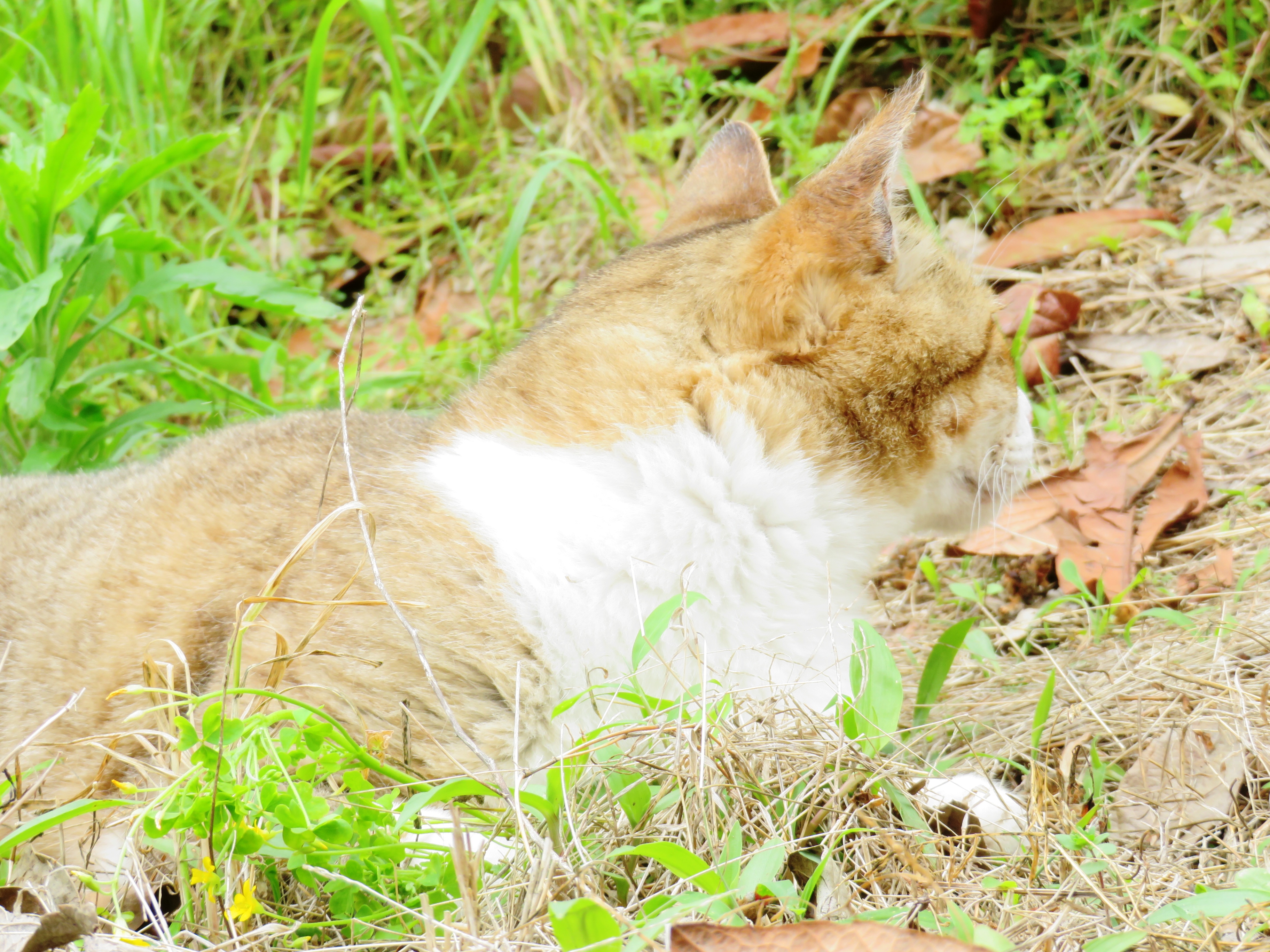 ねこ、風太　巡回