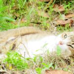 ねこ、風太　巡回