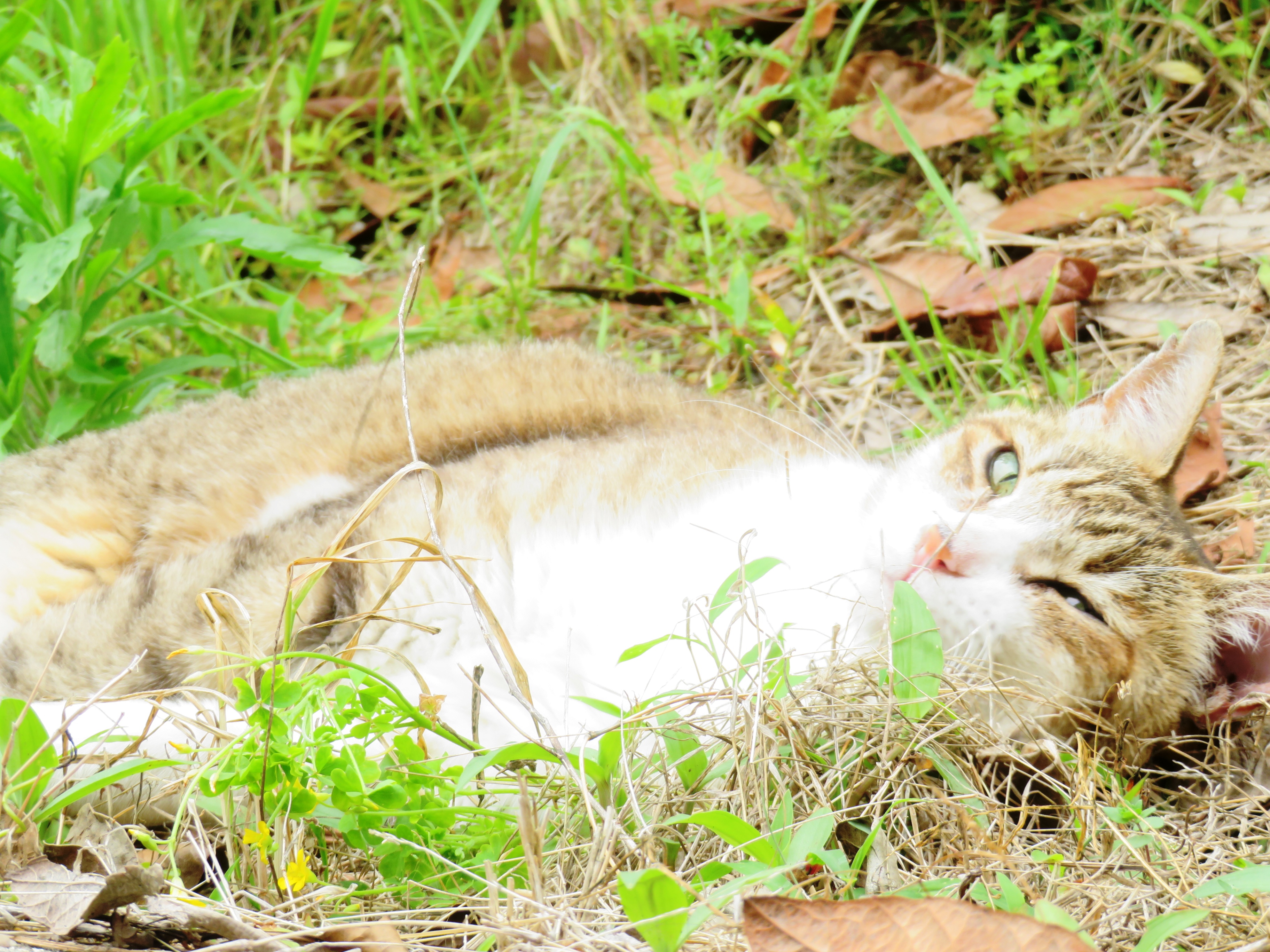 ねこ、風太　巡回