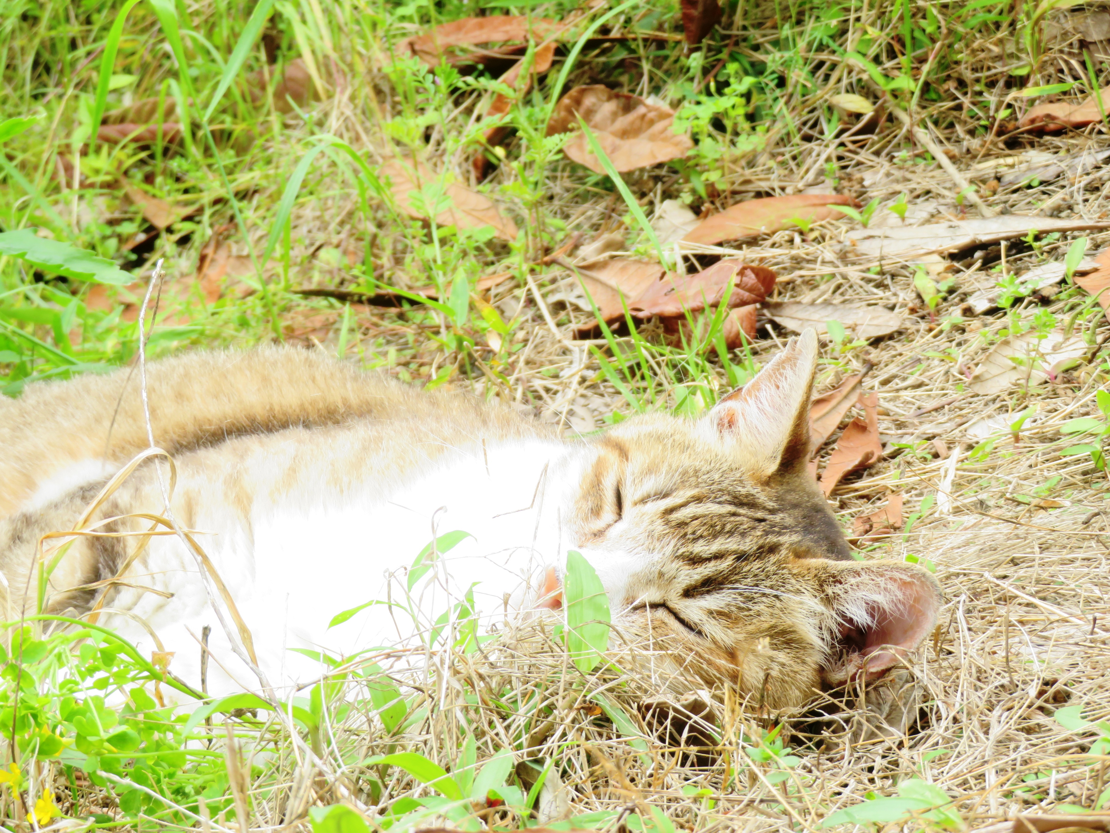 ねこ、風太　巡回