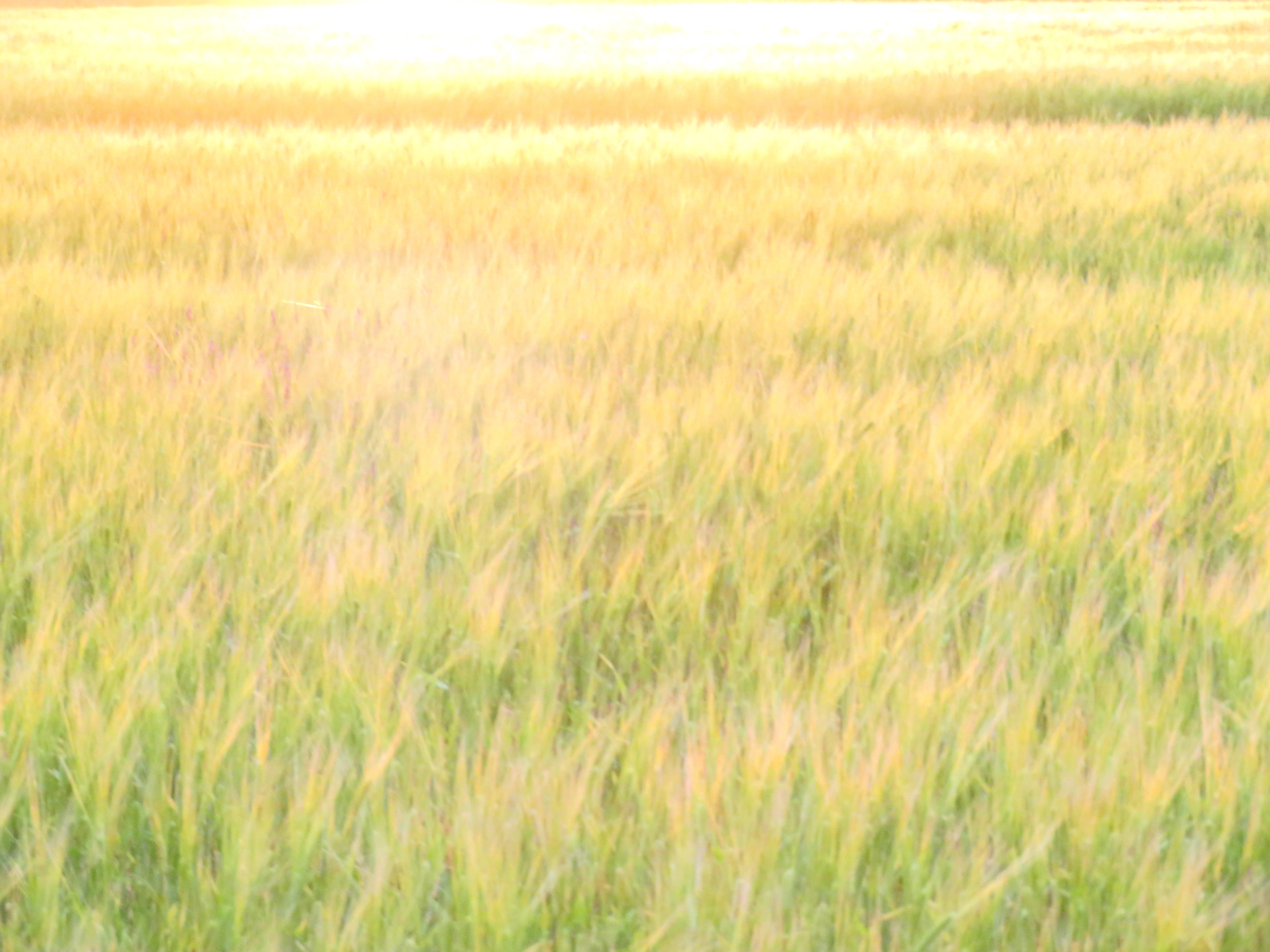 小満 麦畑の夕景