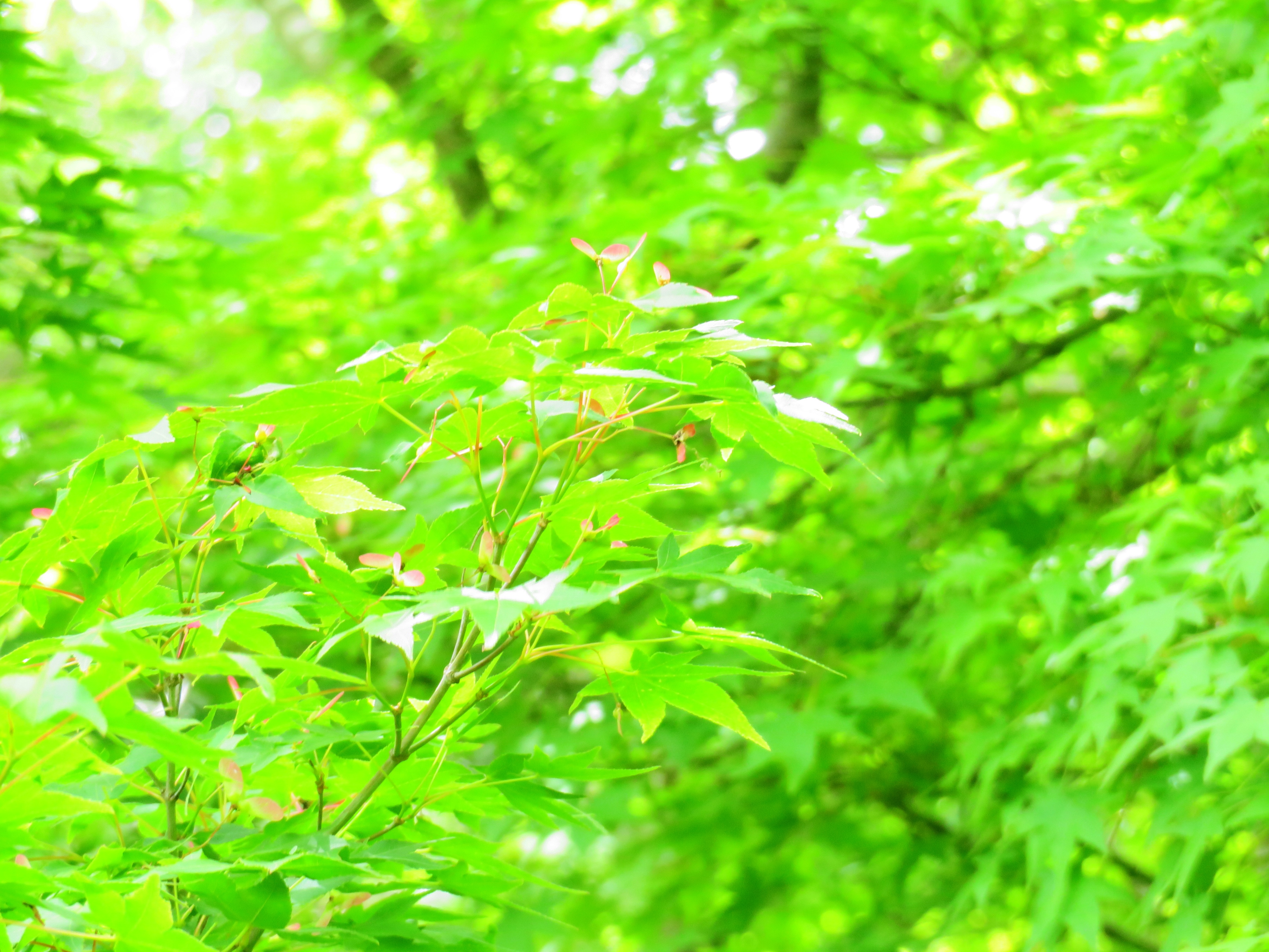 青紅葉の花