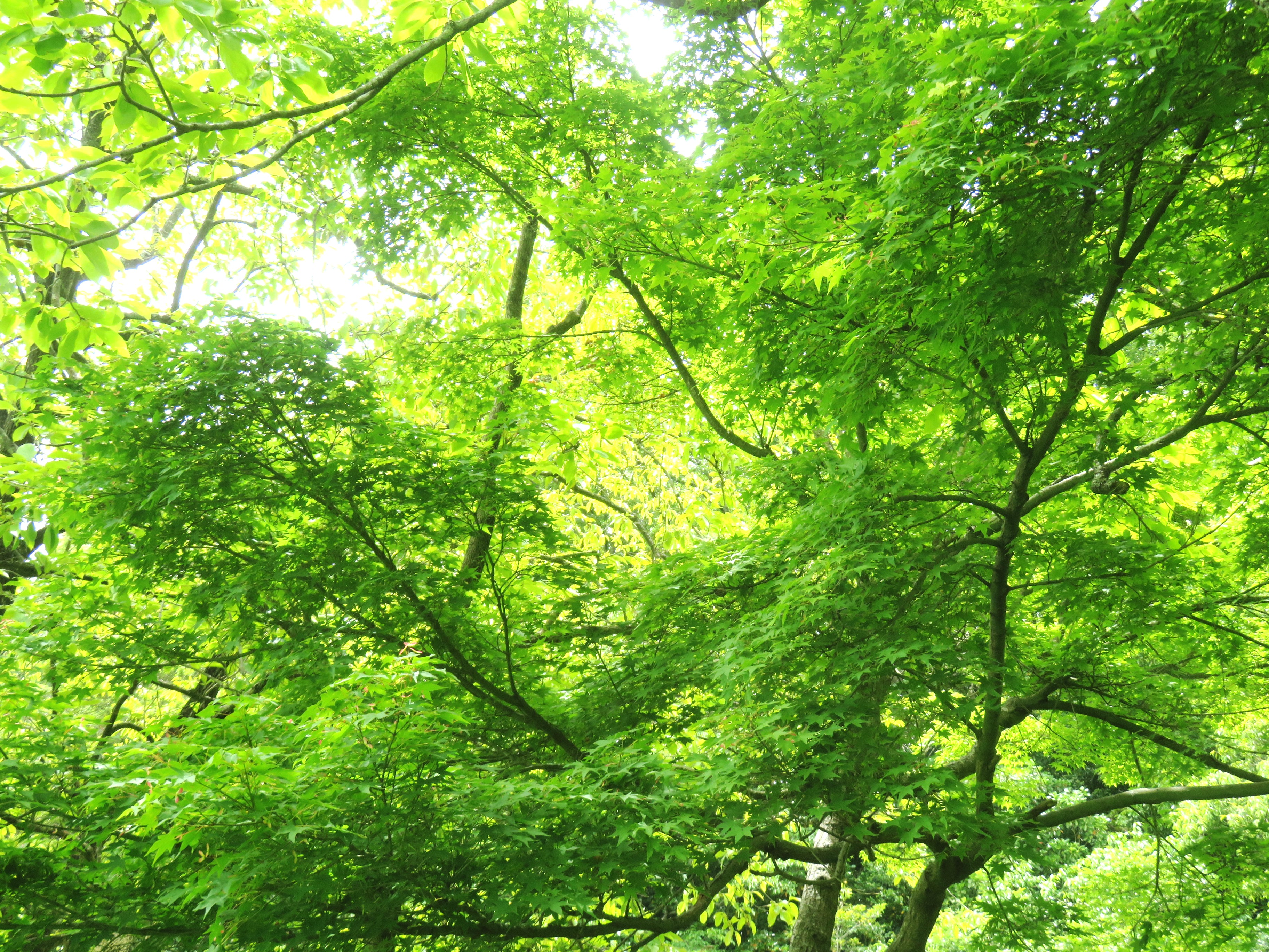 青紅葉の花