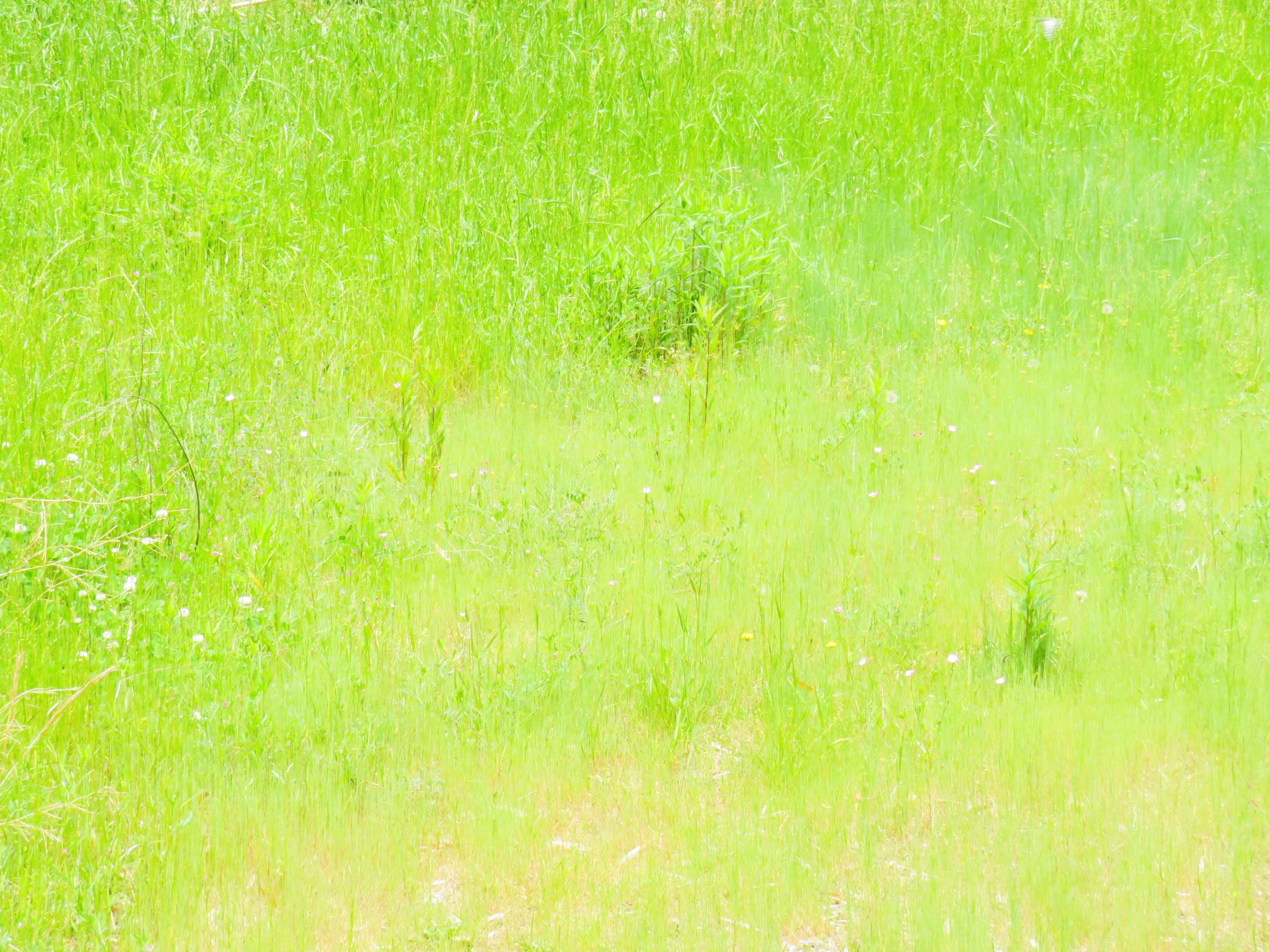 初夏の草叢