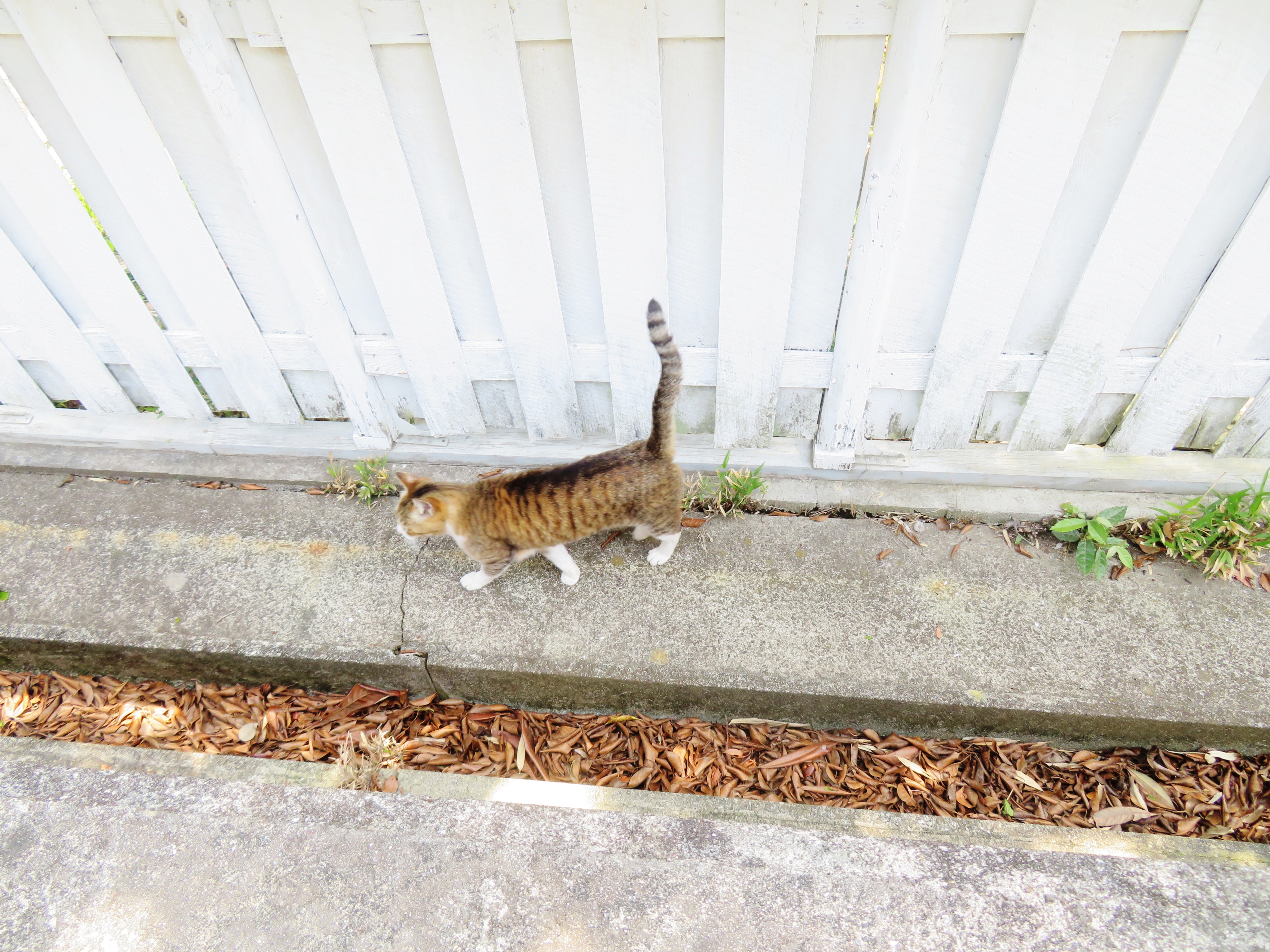 ねこ、風太　巡回