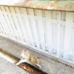 ねこ、風太　巡回