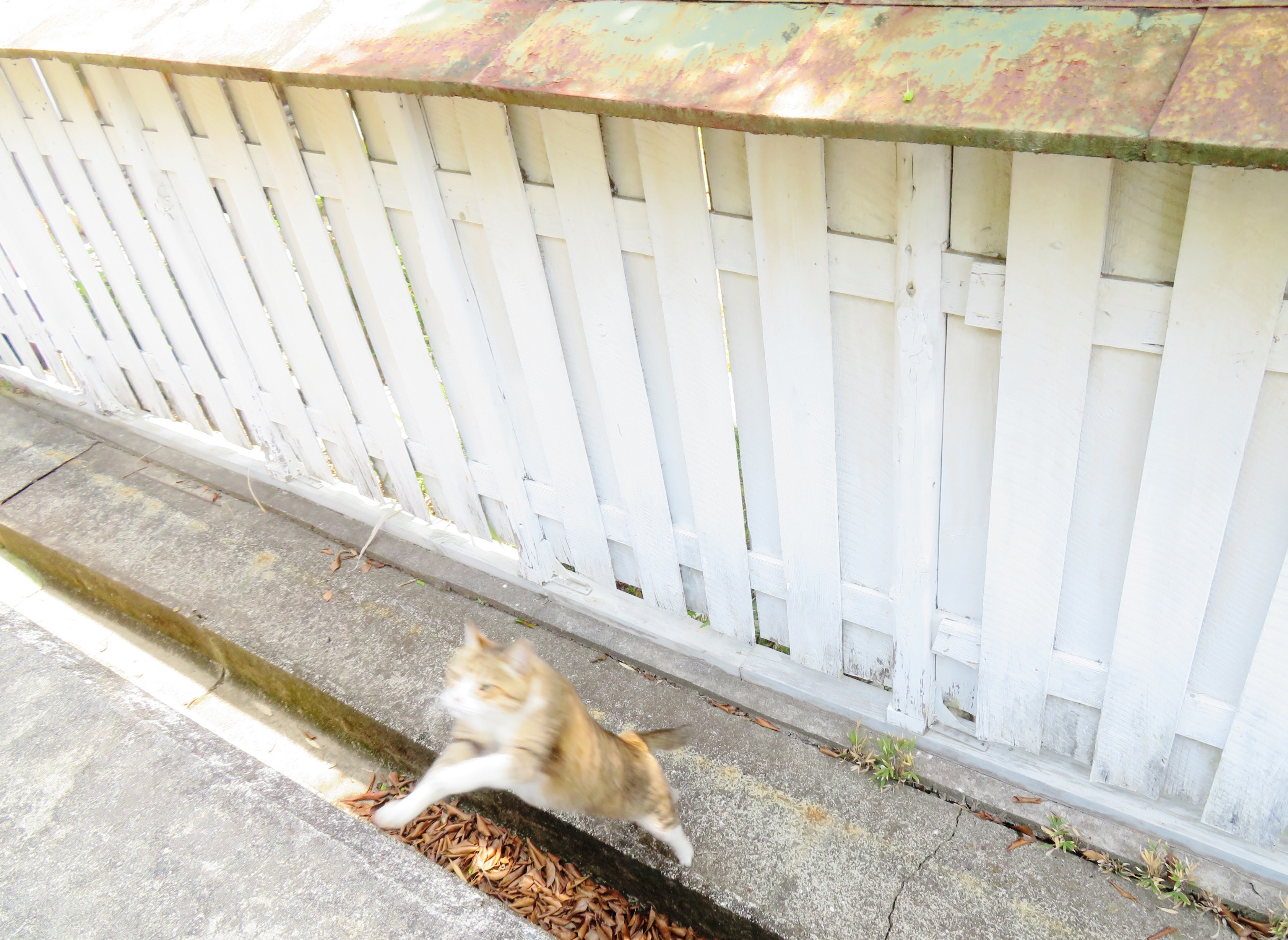 ねこ、風太　巡回
