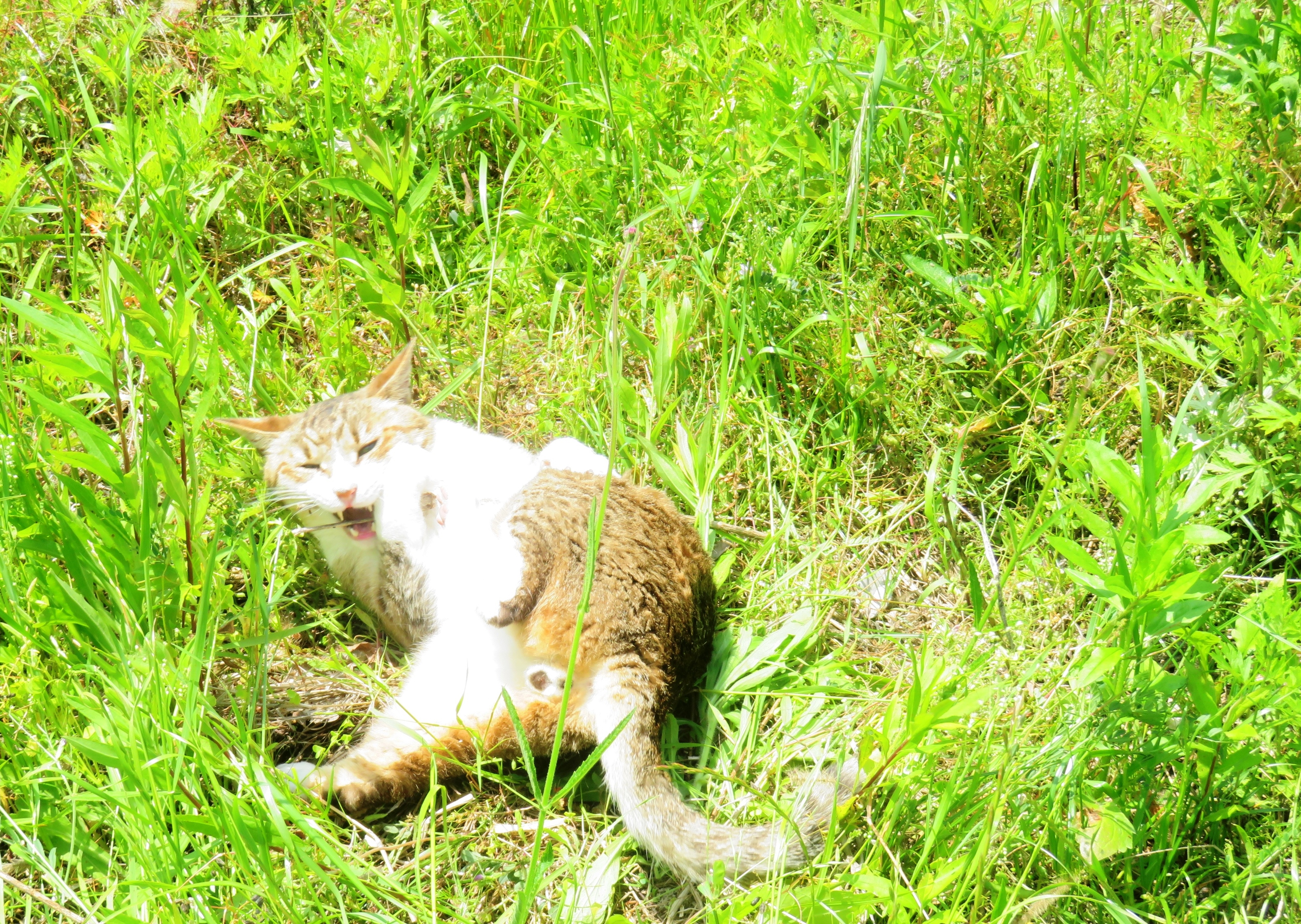 ねこ、風太 巡回