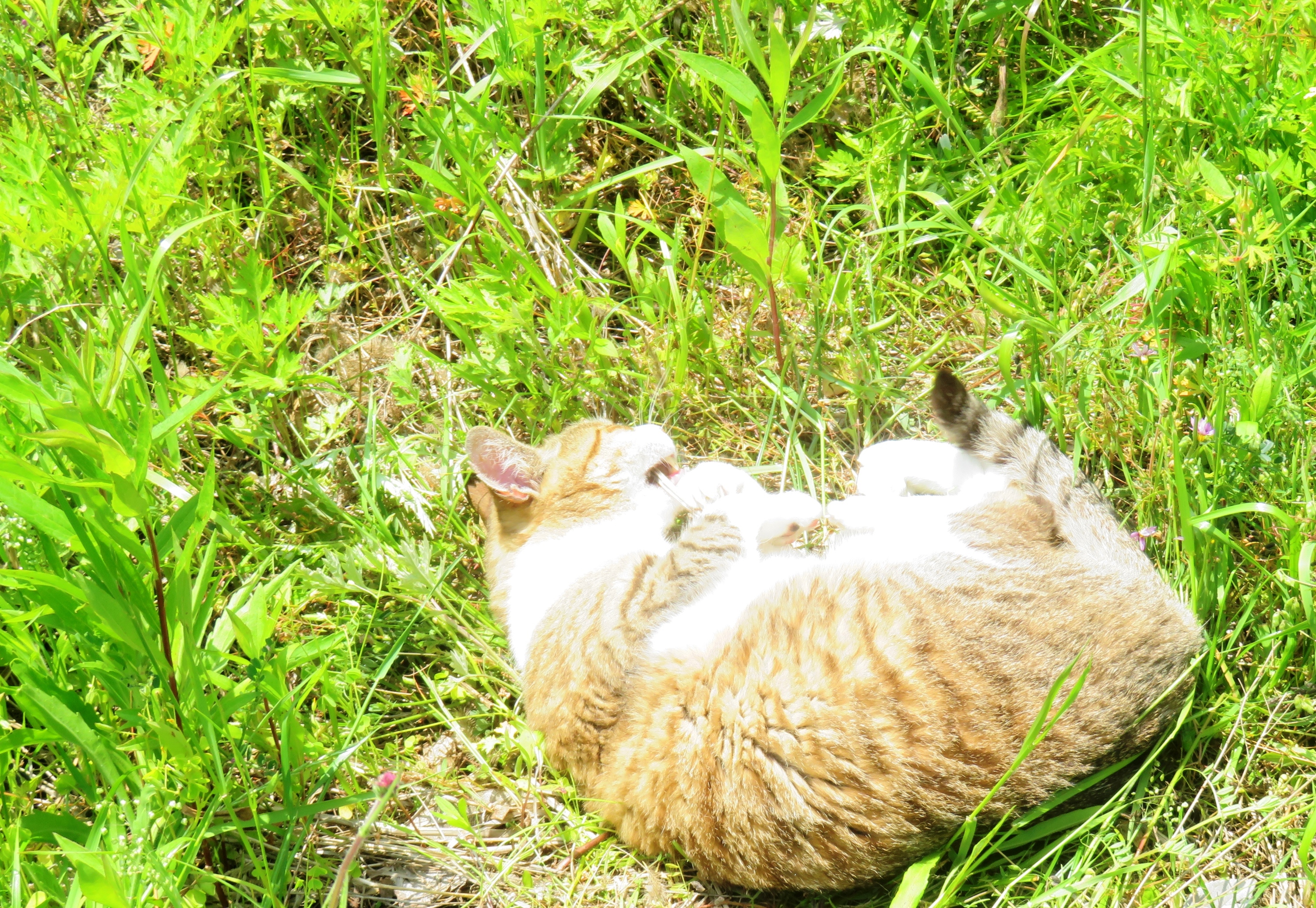 ねこ、風太 巡回