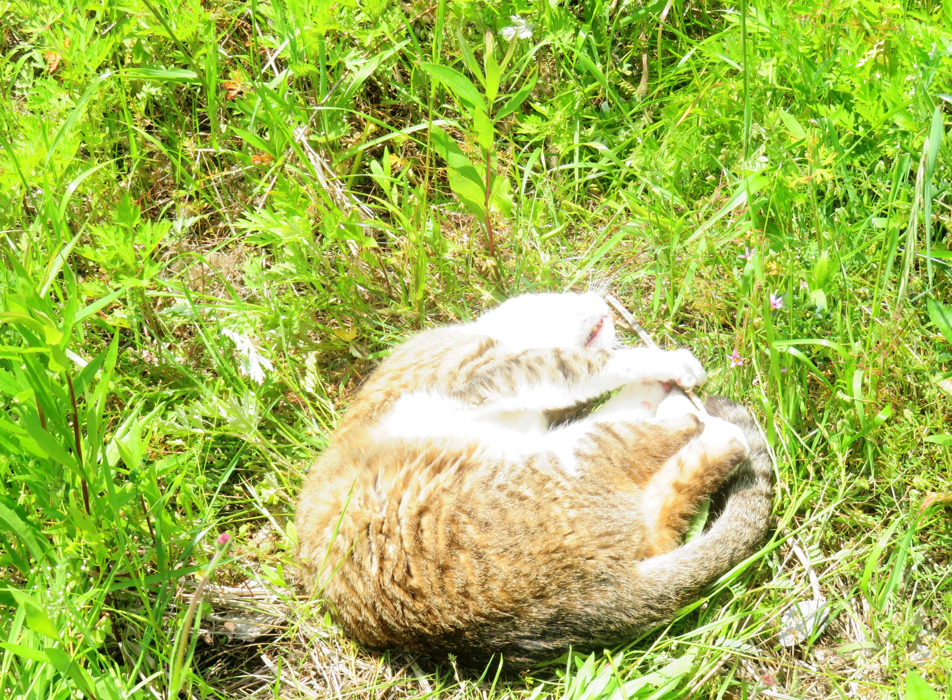 ねこ、風太 巡回