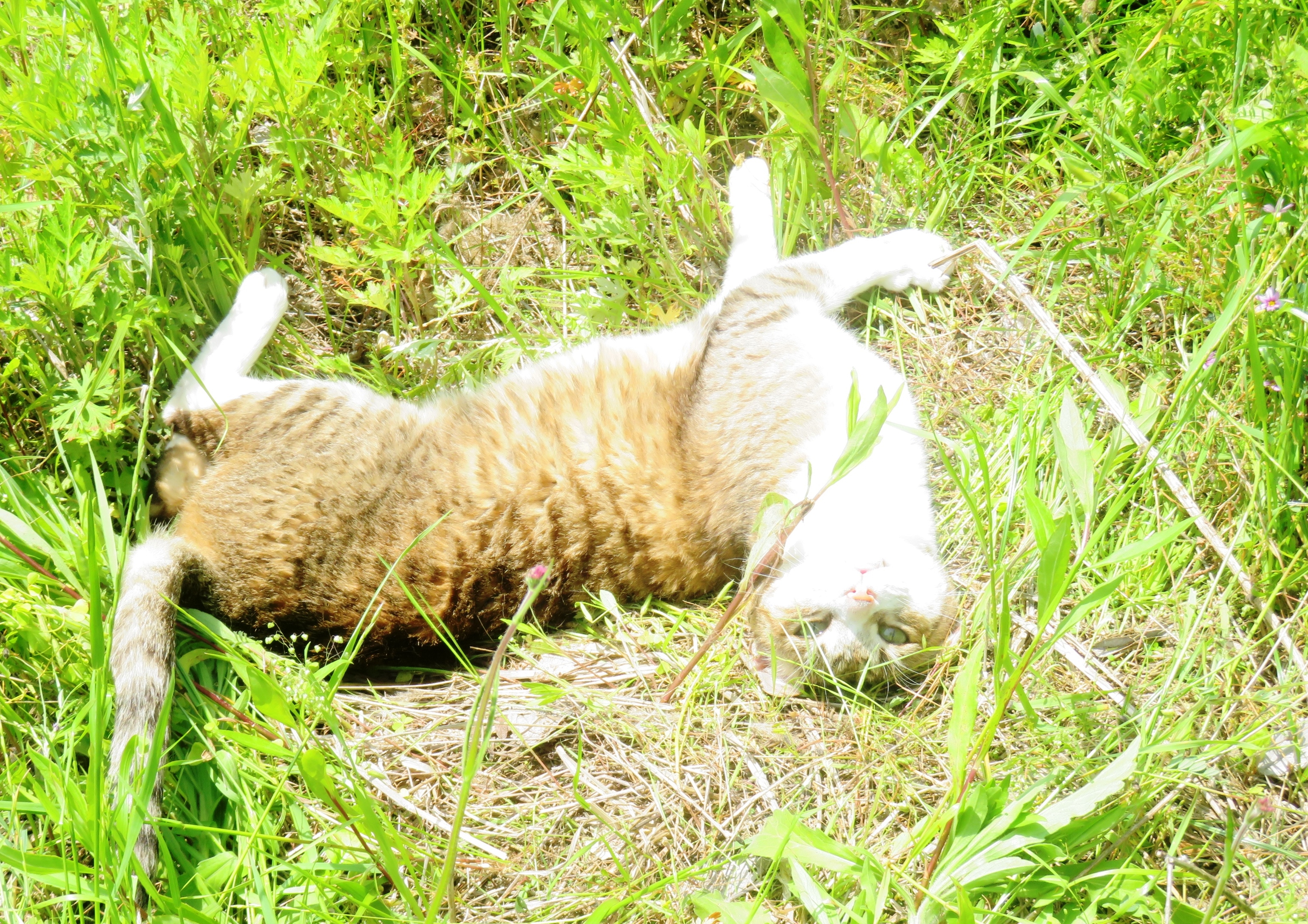 ねこ、風太 ゴロゴロ