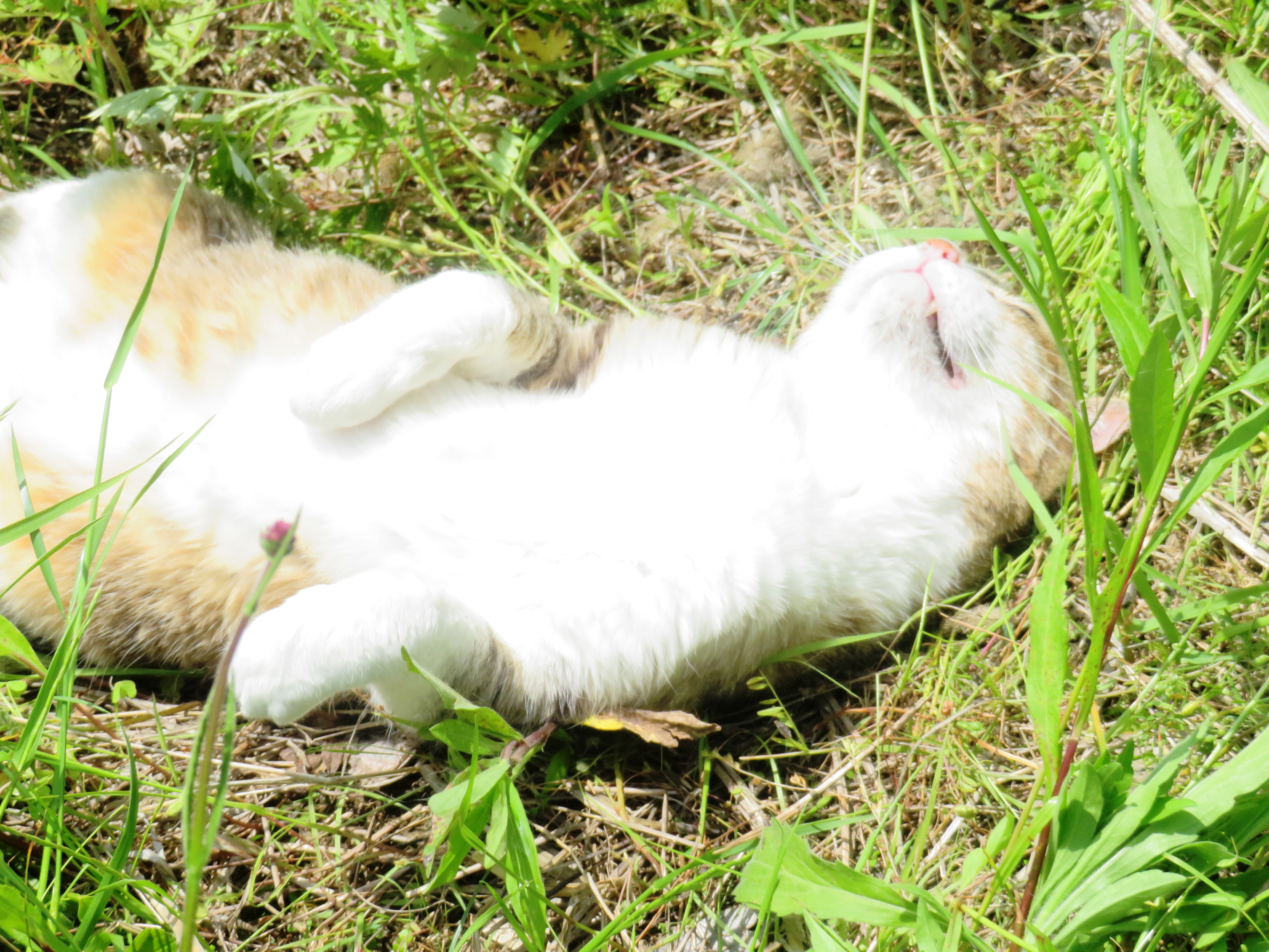 ねこ、風太 ゴロゴロ