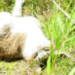 ねこ、風太　ゴロゴロ
