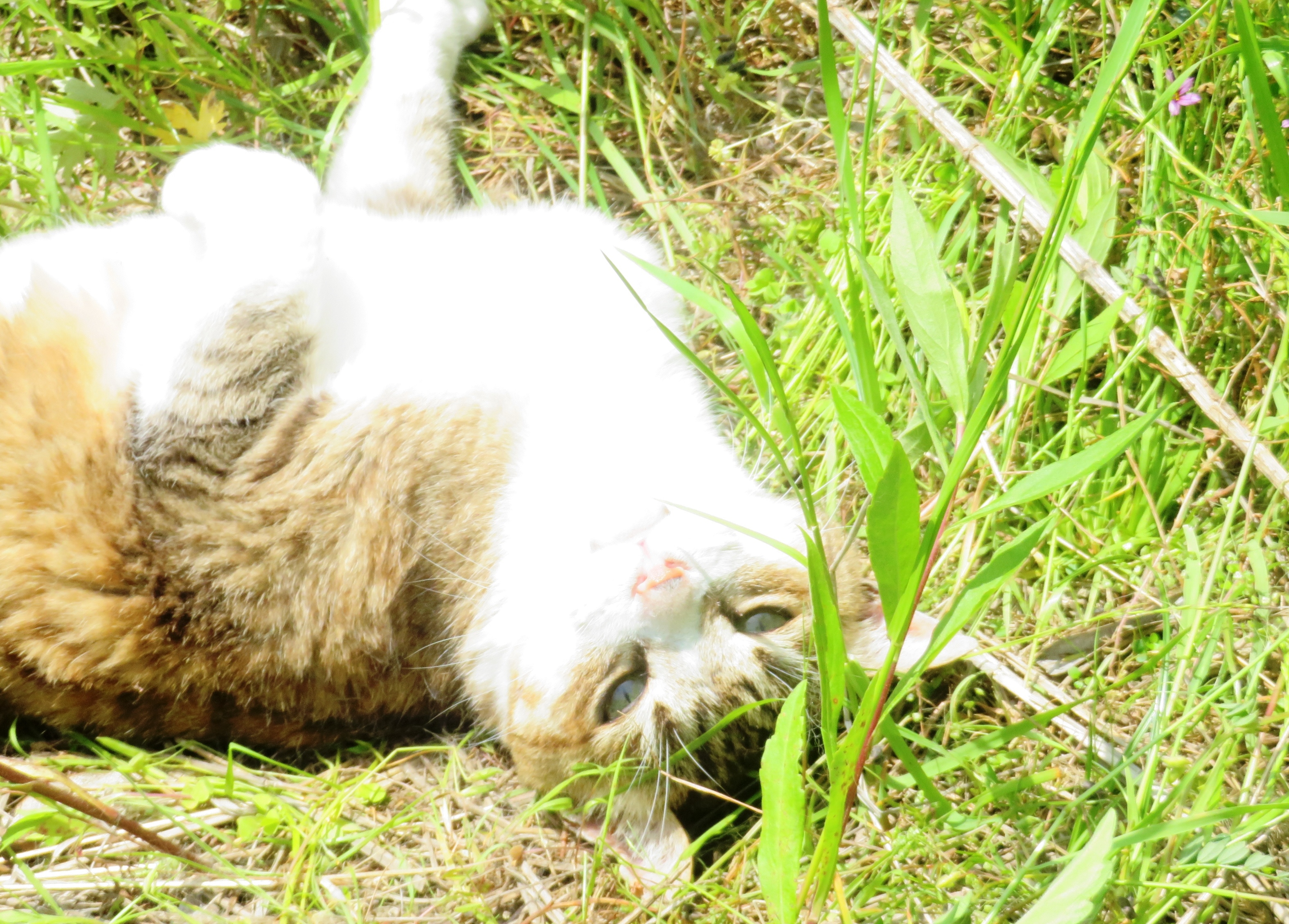 ねこ、風太 ゴロゴロ