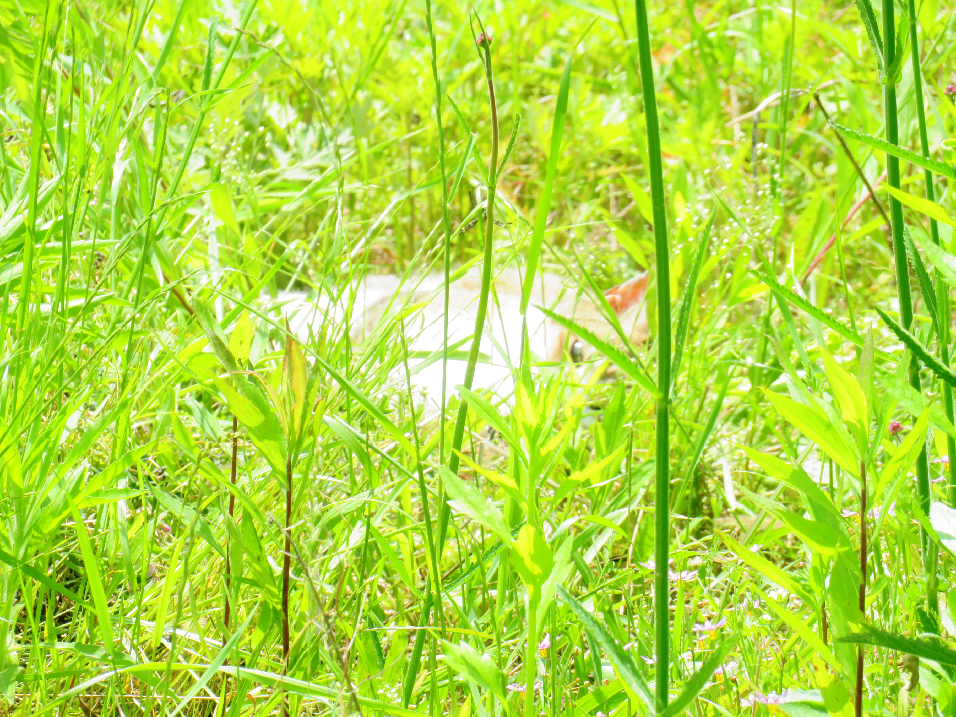 ねこ、風太　巡回