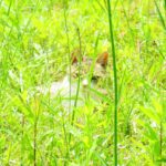 ねこ、風太　巡回