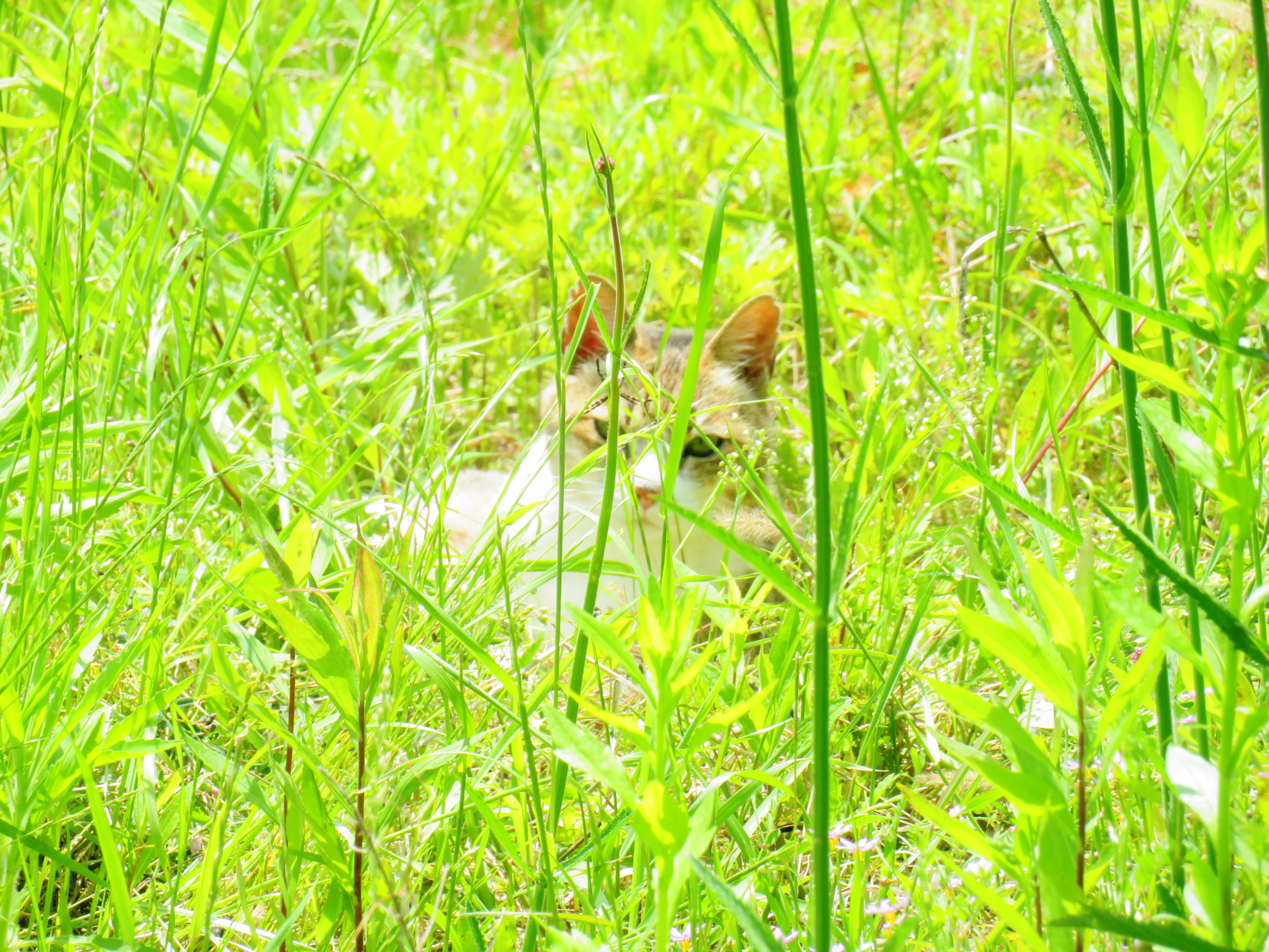 ねこ、風太　巡回