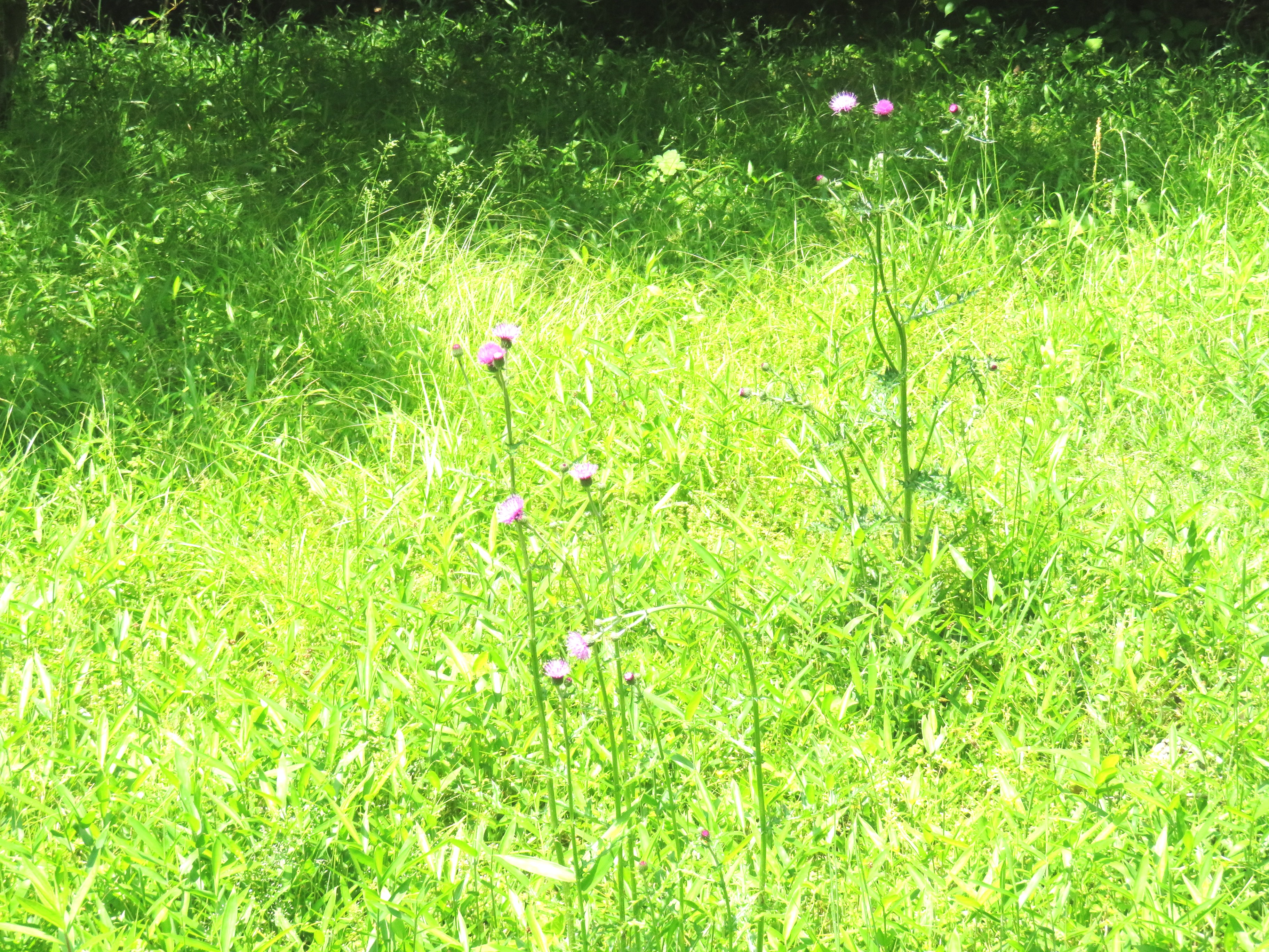 ノアザミ(野薊)