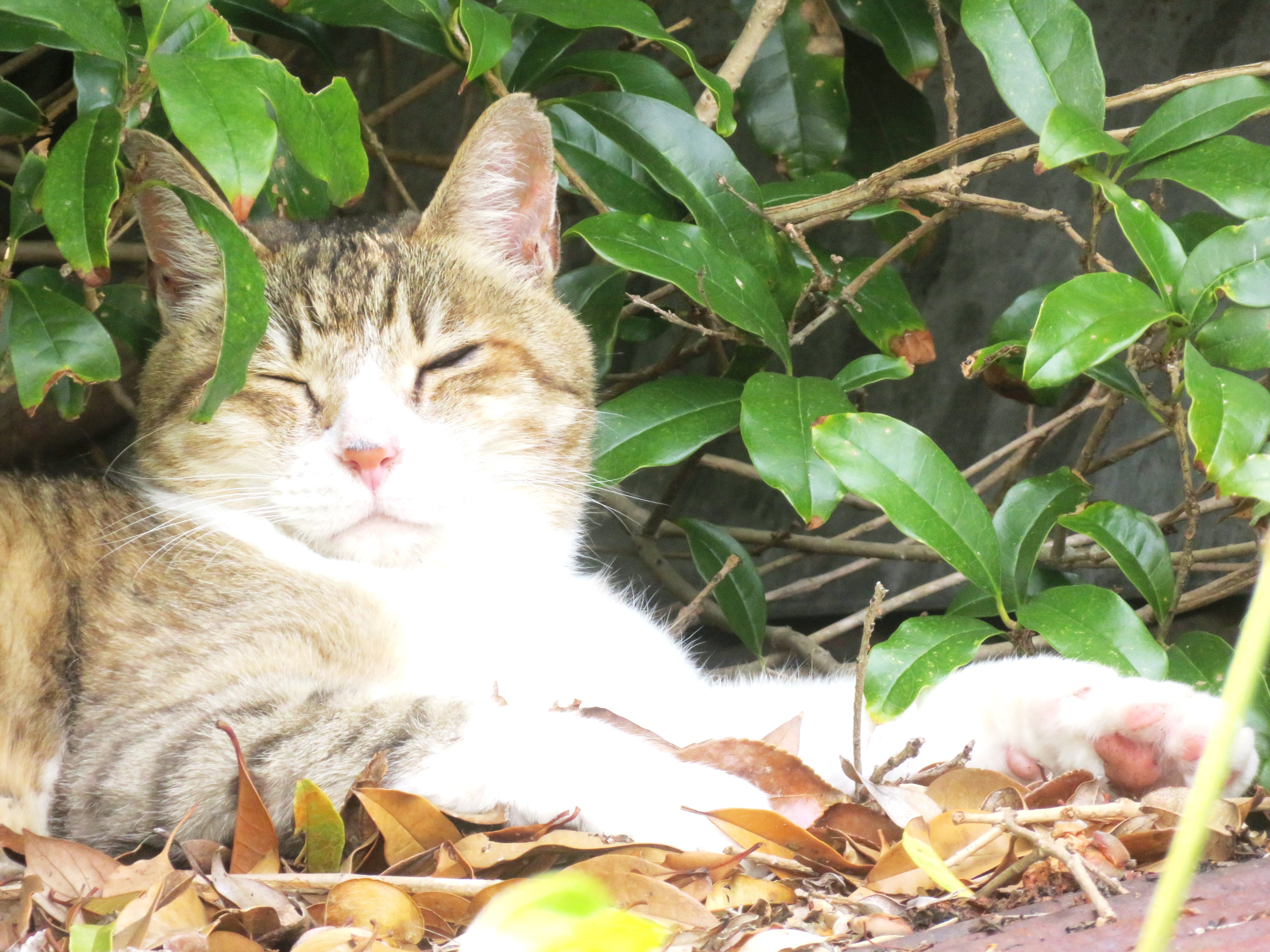 ねこ、風太 巡回