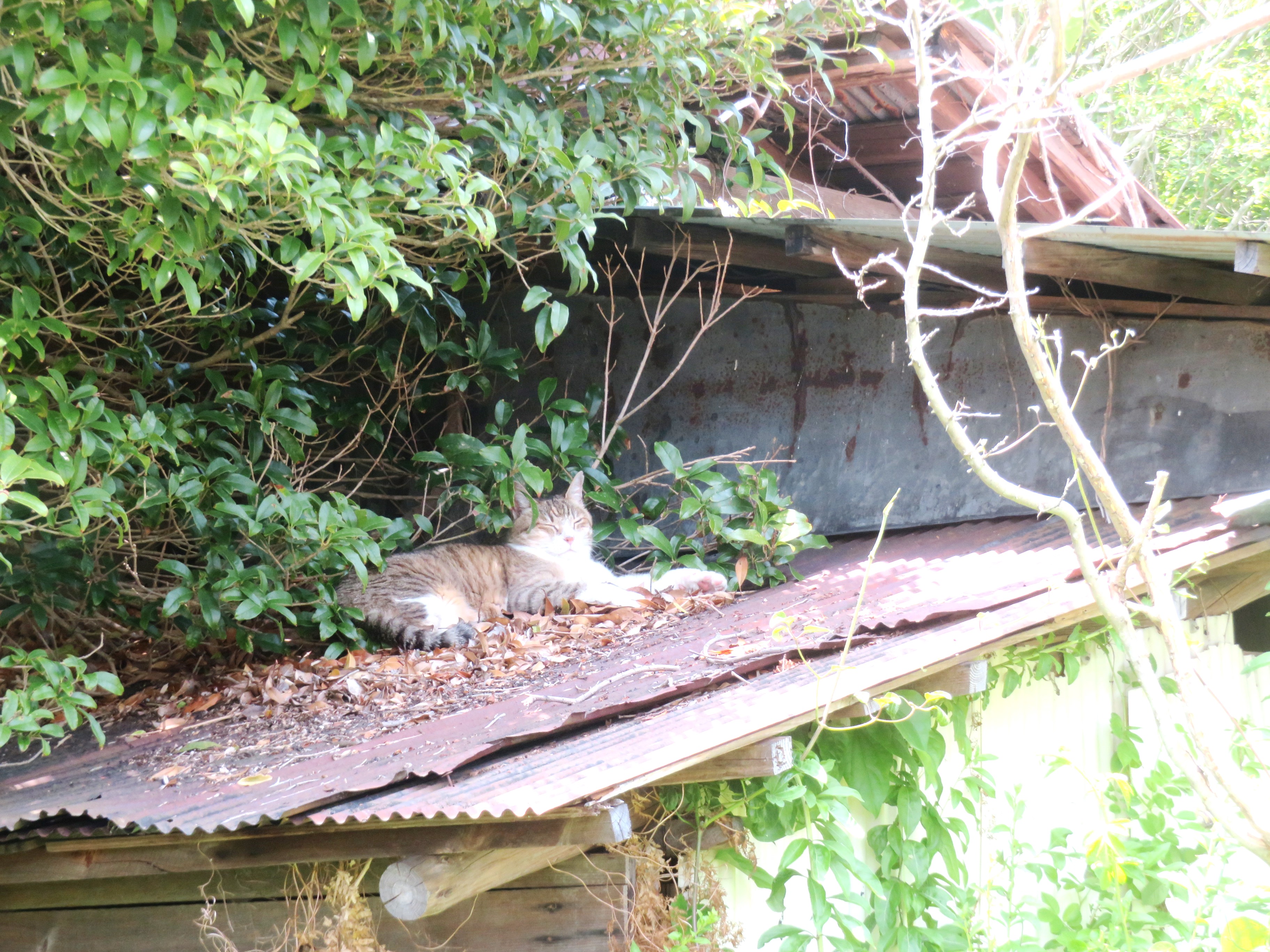 ねこ、風太 巡回