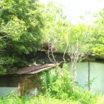 ねこ、風太　巡回