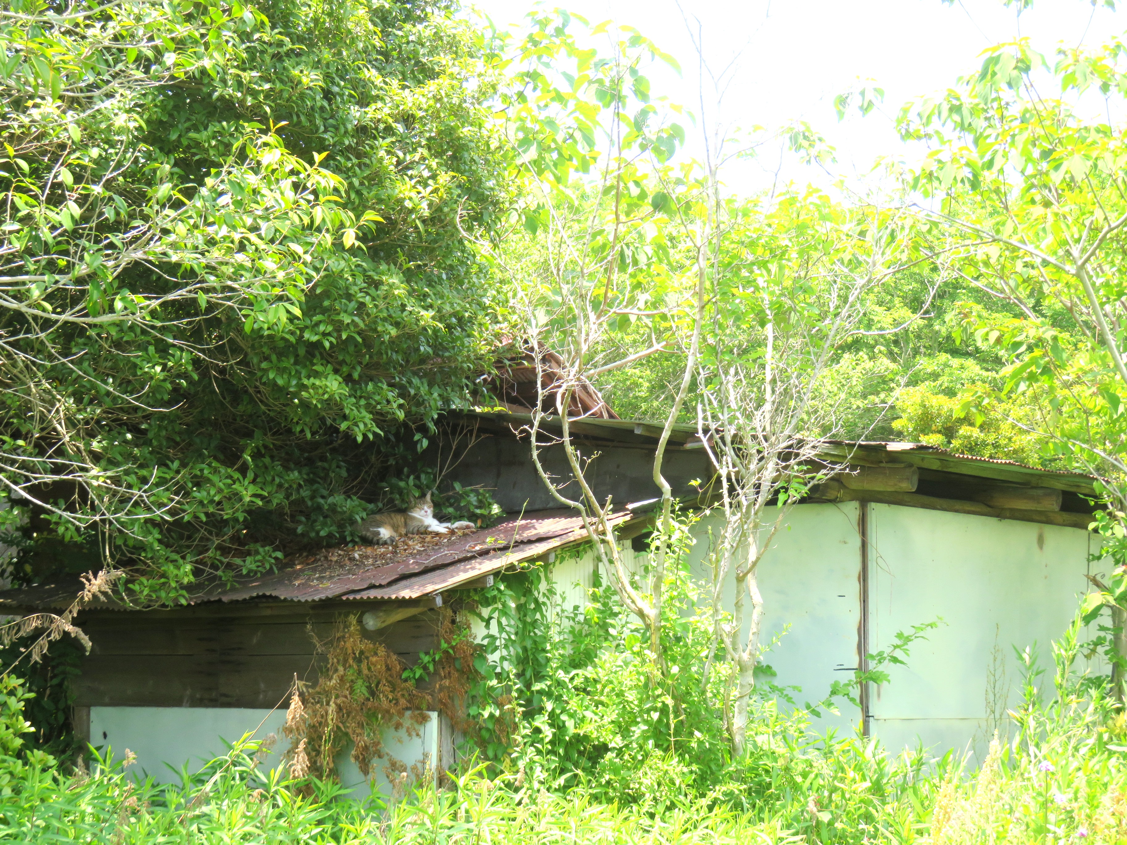 ねこ、風太 巡回