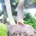 ねこ、風太　ゴロゴロ