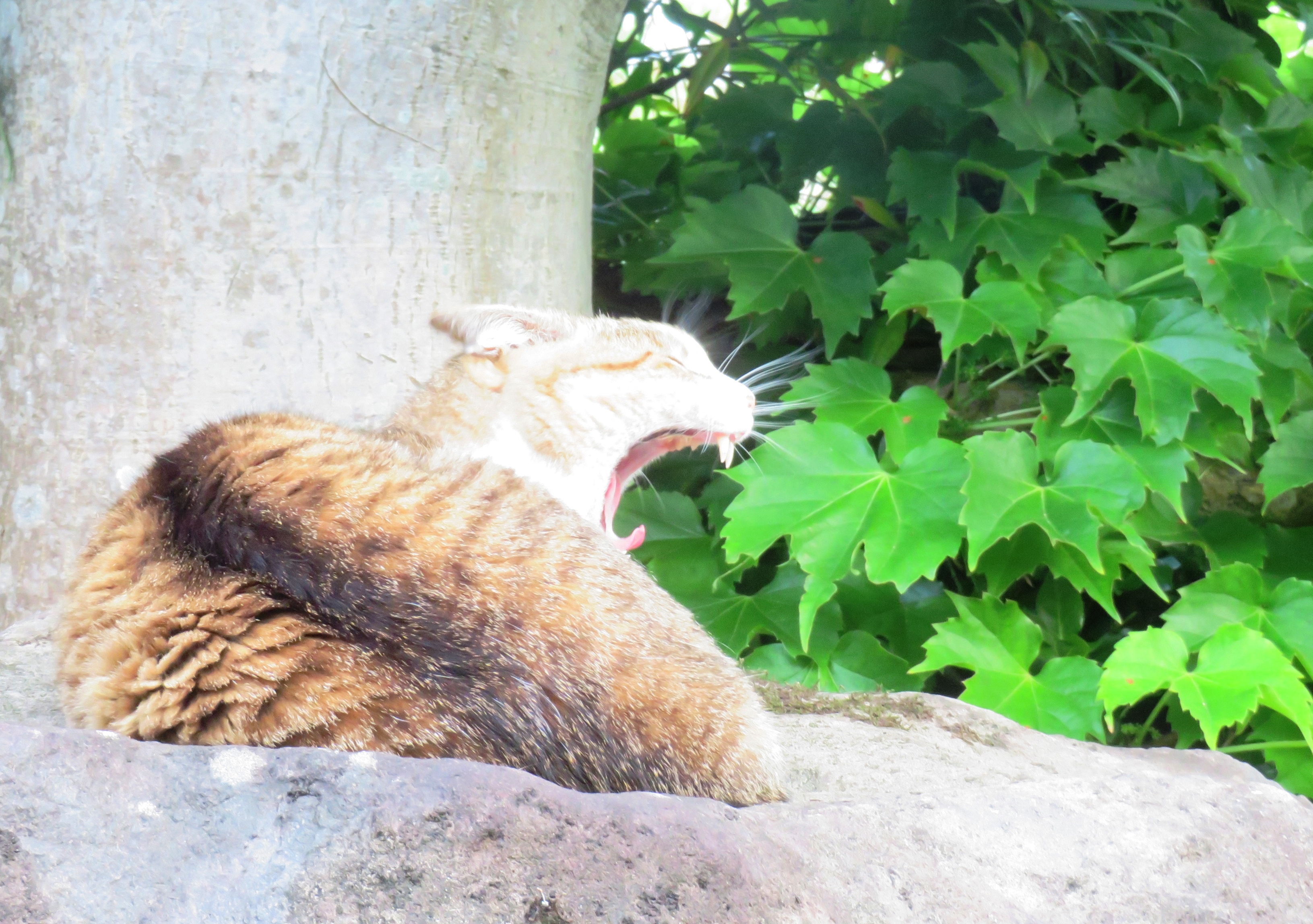 ねこ、風太 ゴロゴロ