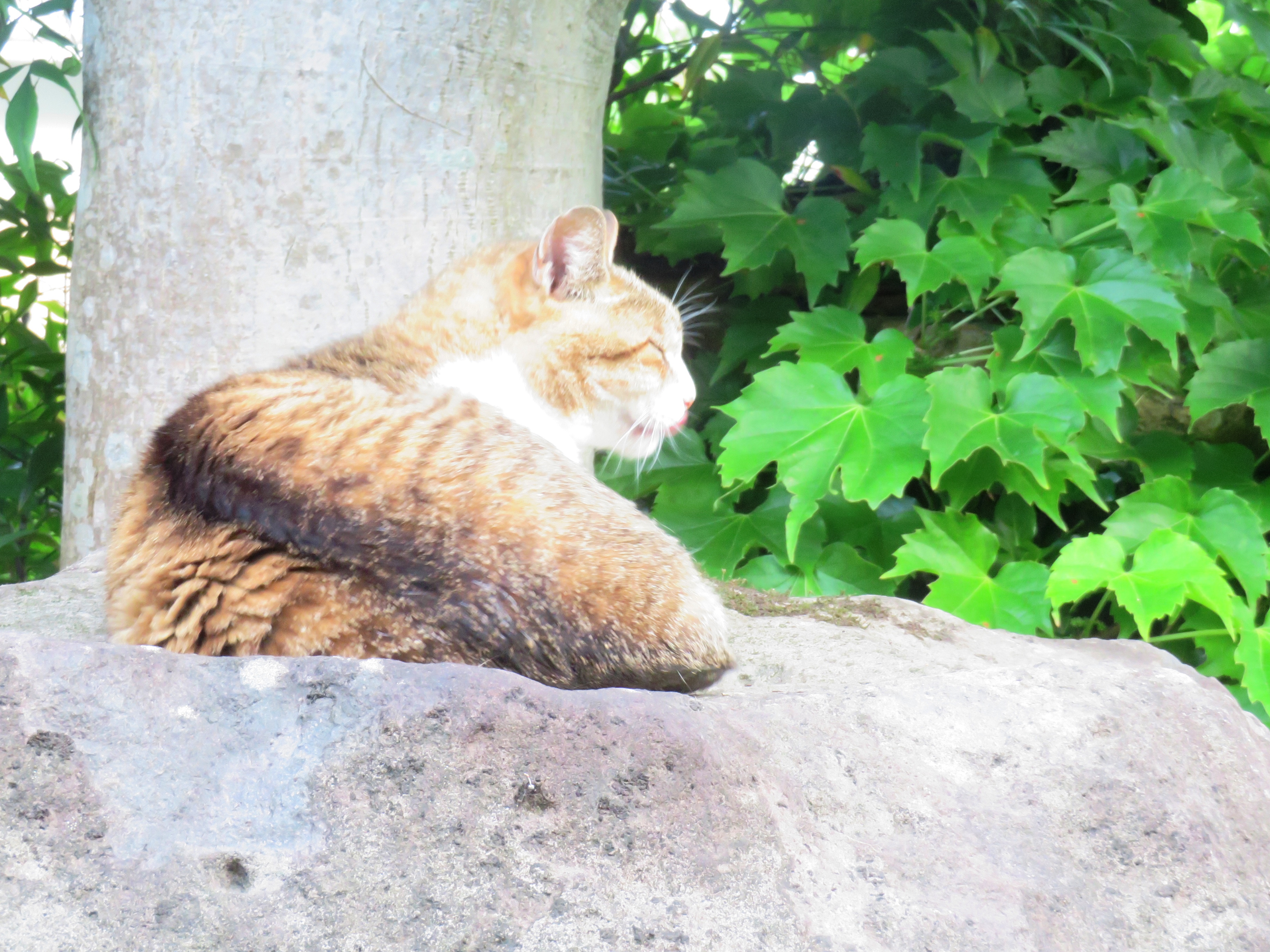 ねこ、風太 ゴロゴロ