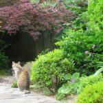 ねこ、風太　巡回