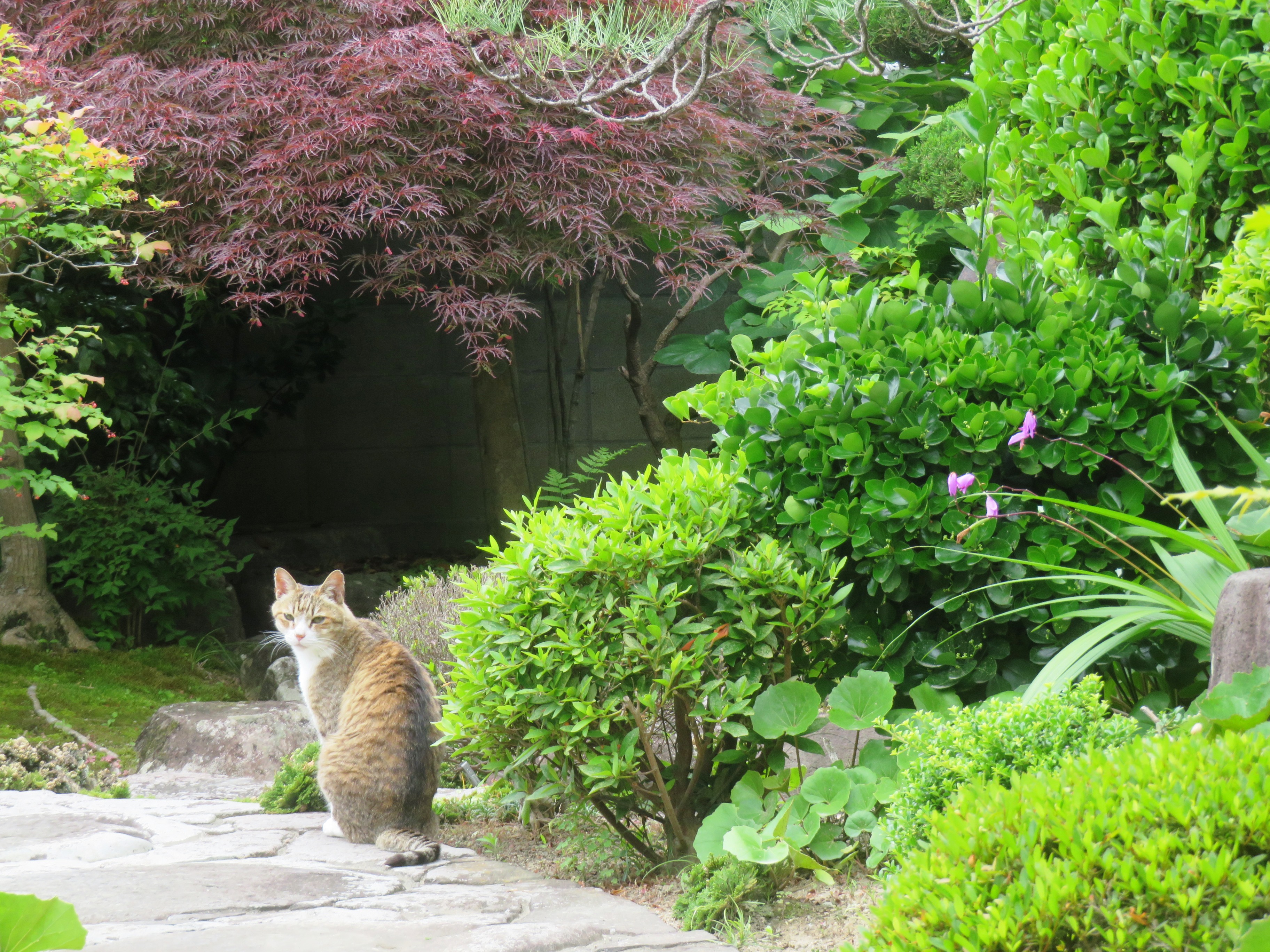 ねこ、風太 巡回