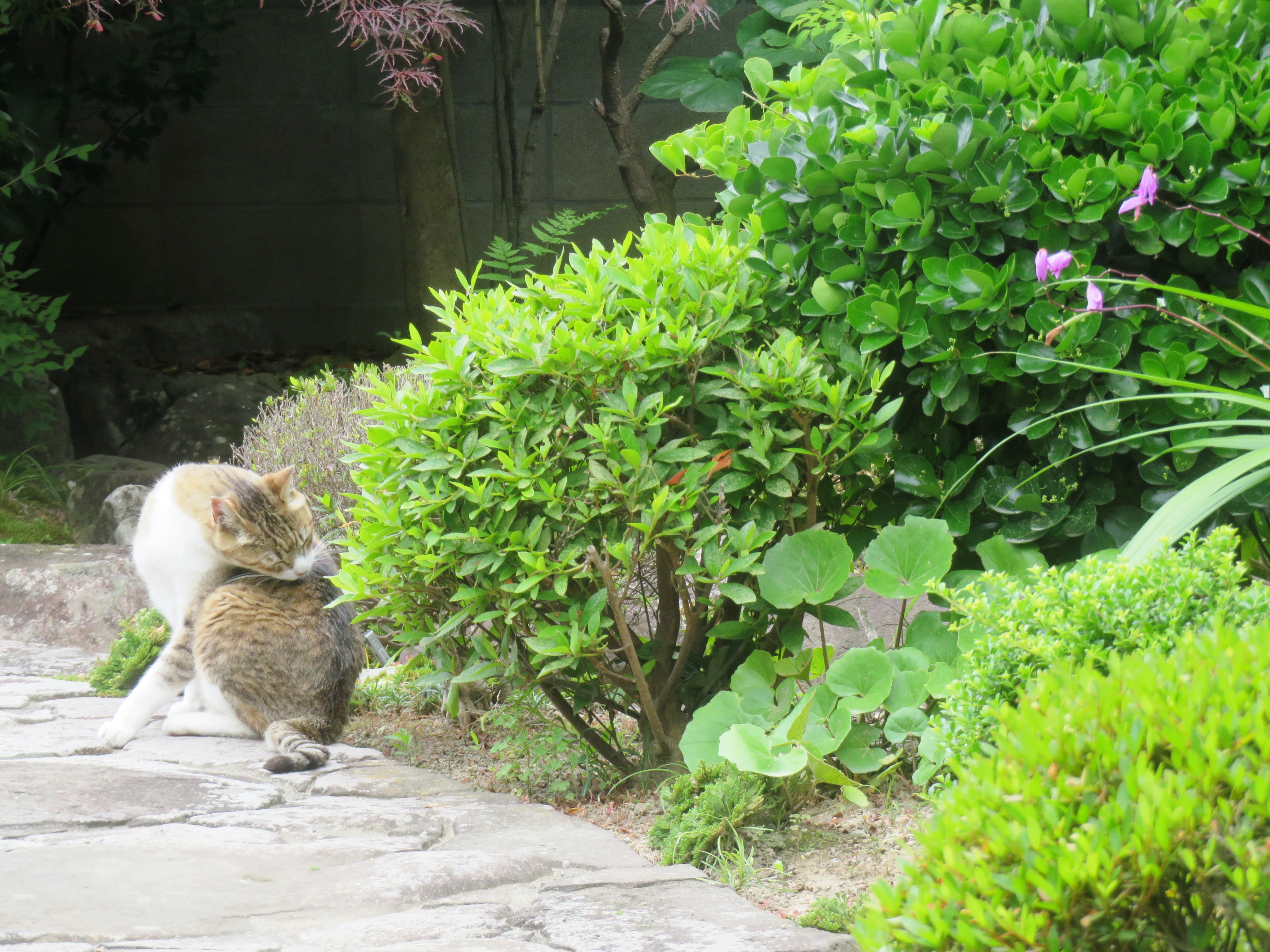 ねこ、風太 巡回
