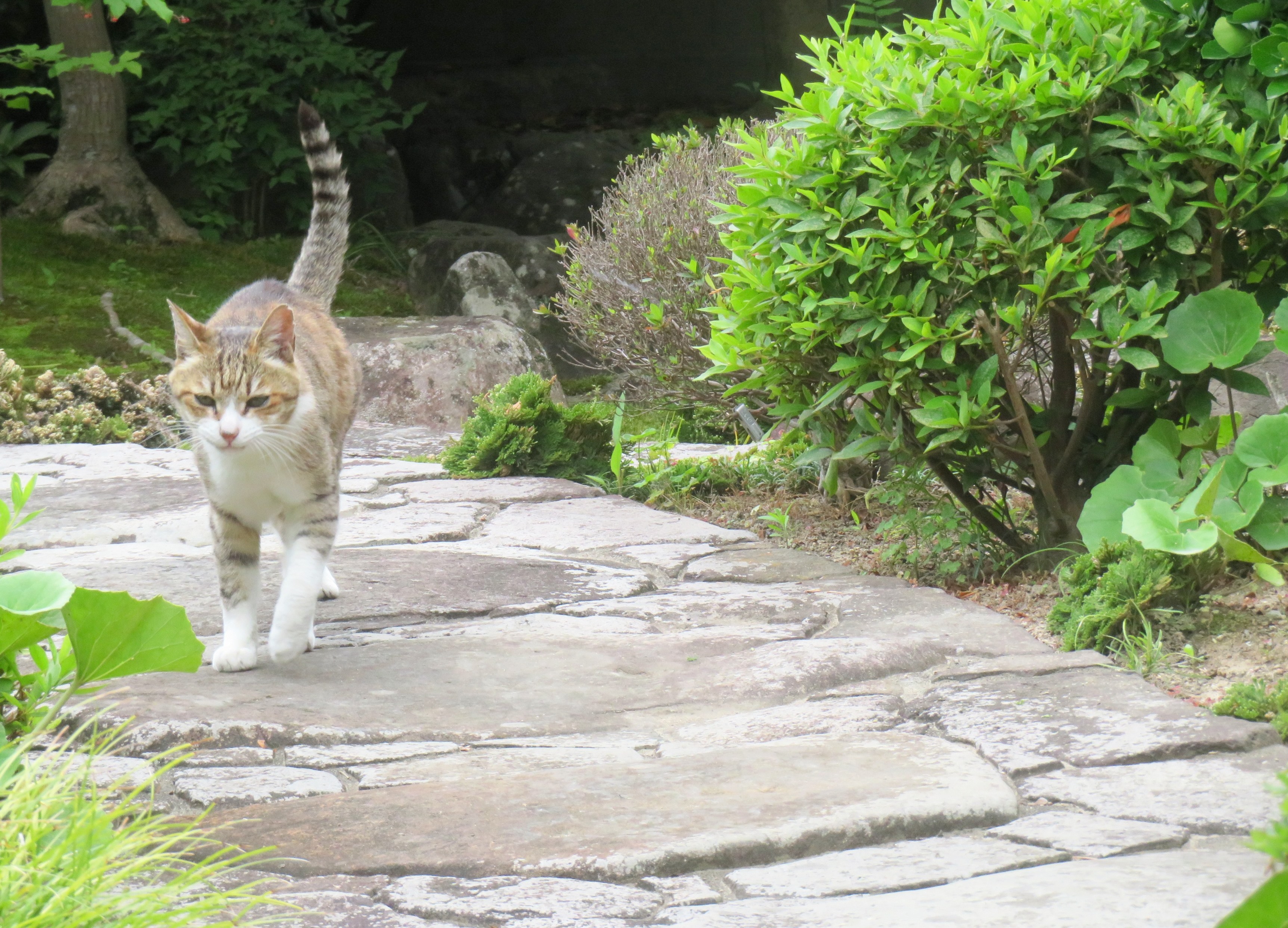 ねこ、風太 巡回