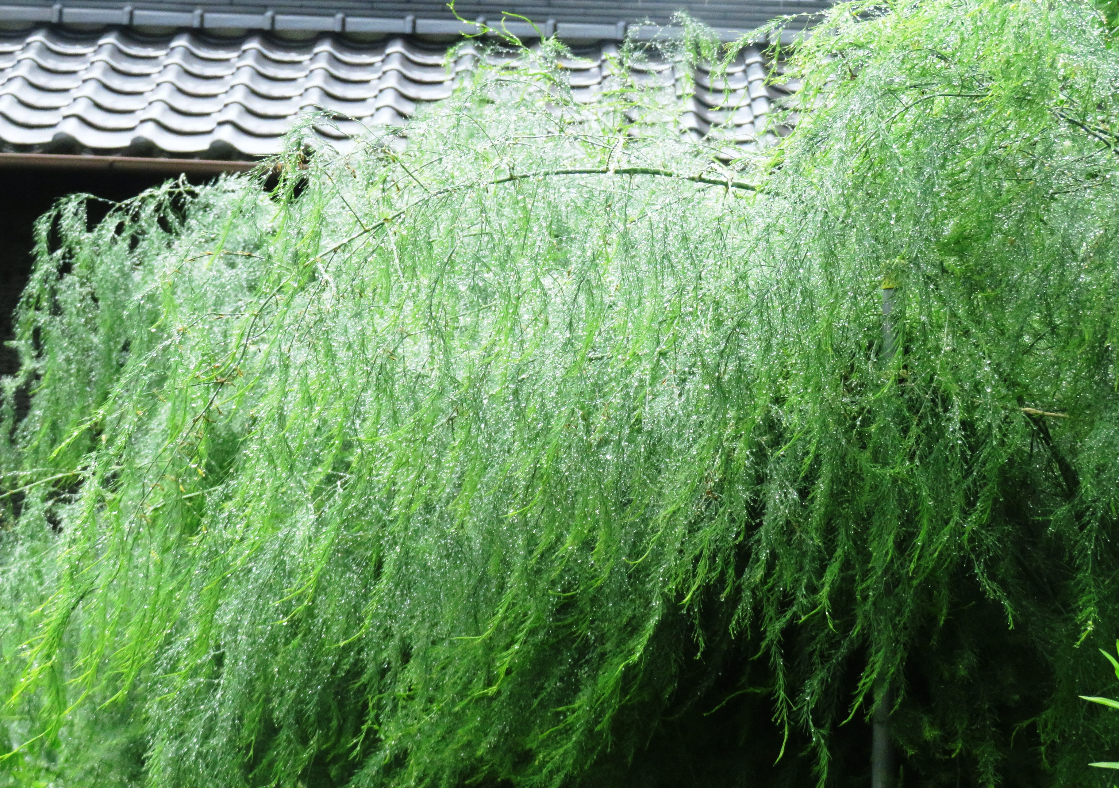 雨後のアスパラガス