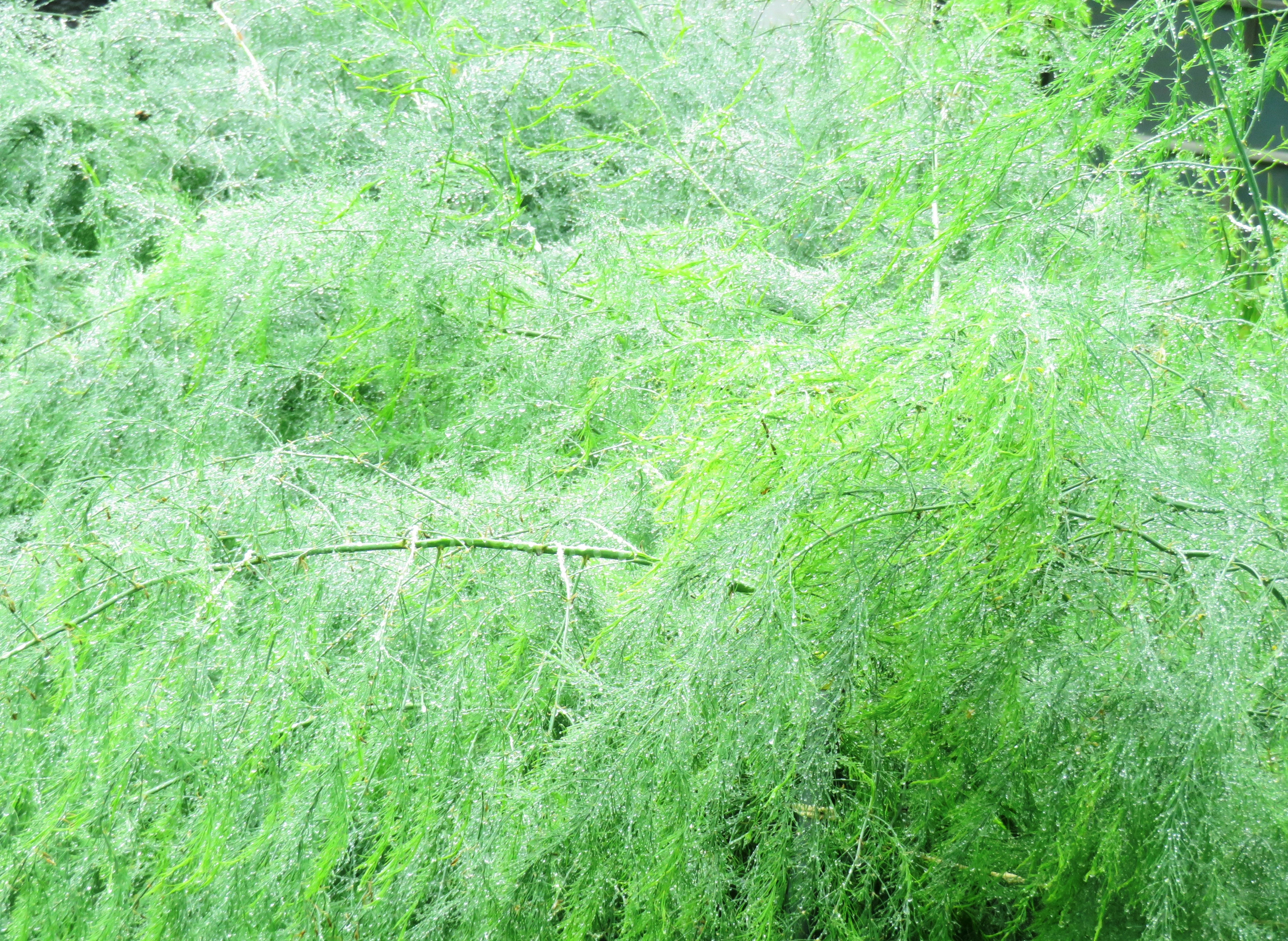雨後のアスパラガス