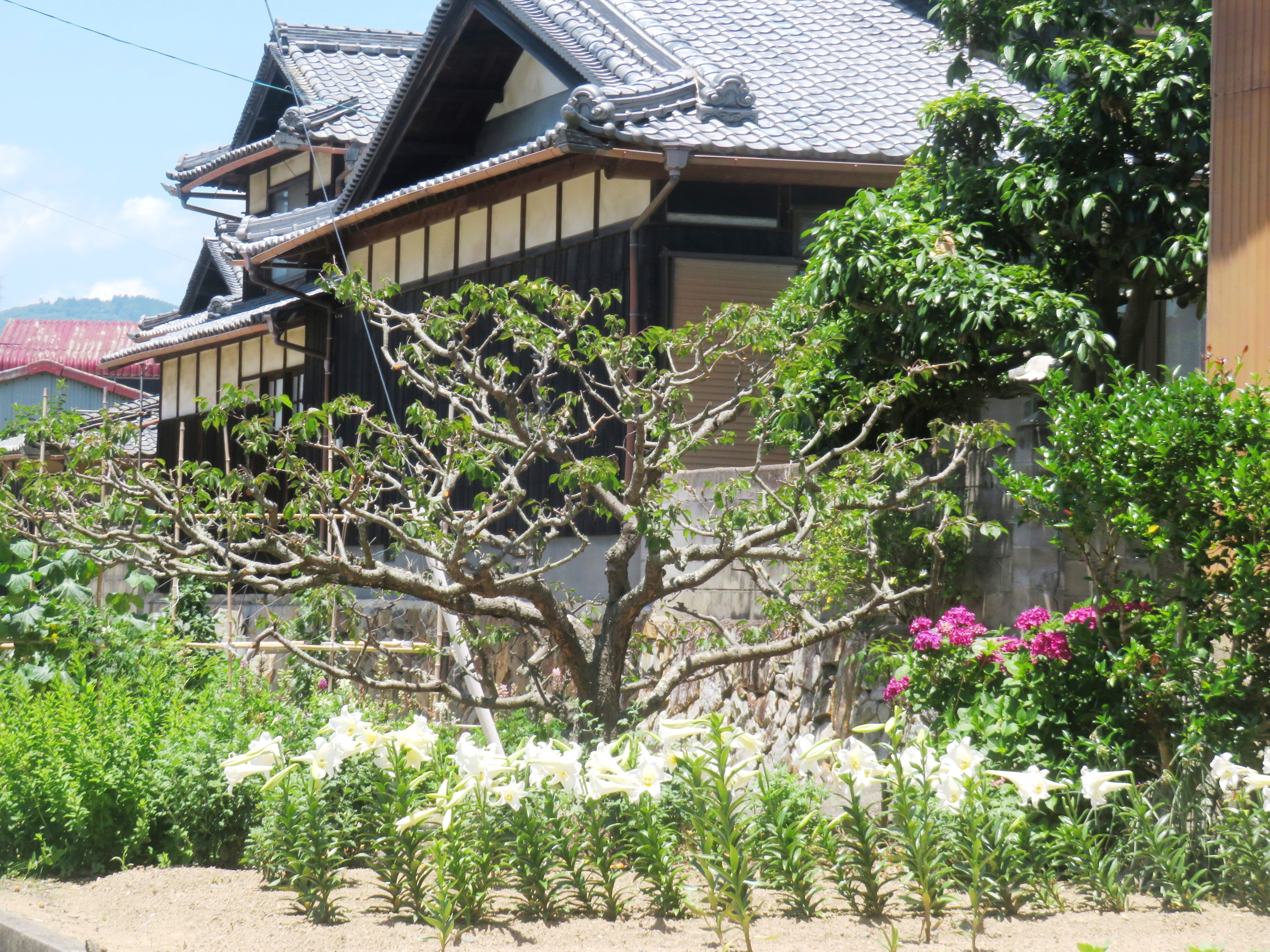 仲夏の畑花壇