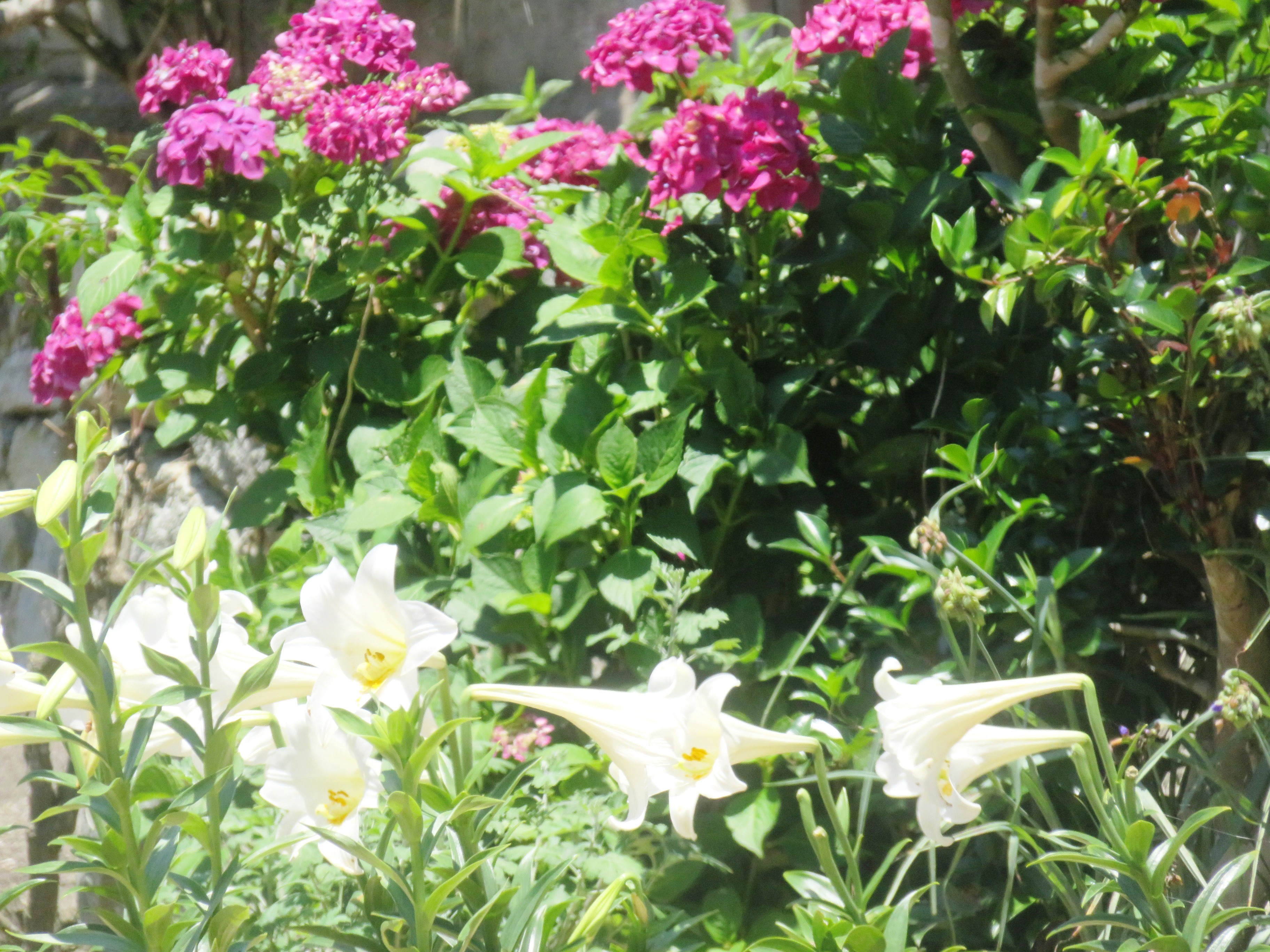 百合と紫陽花