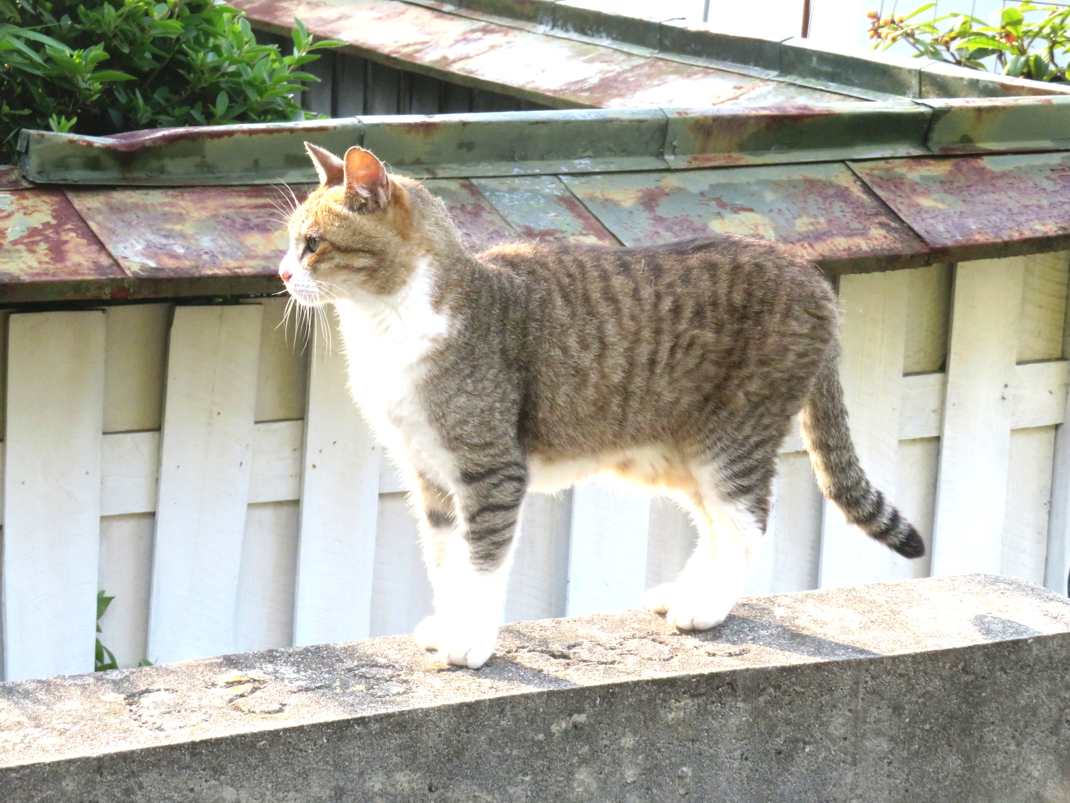 ねこ、風太 巡回