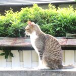 ねこ、風太　巡回