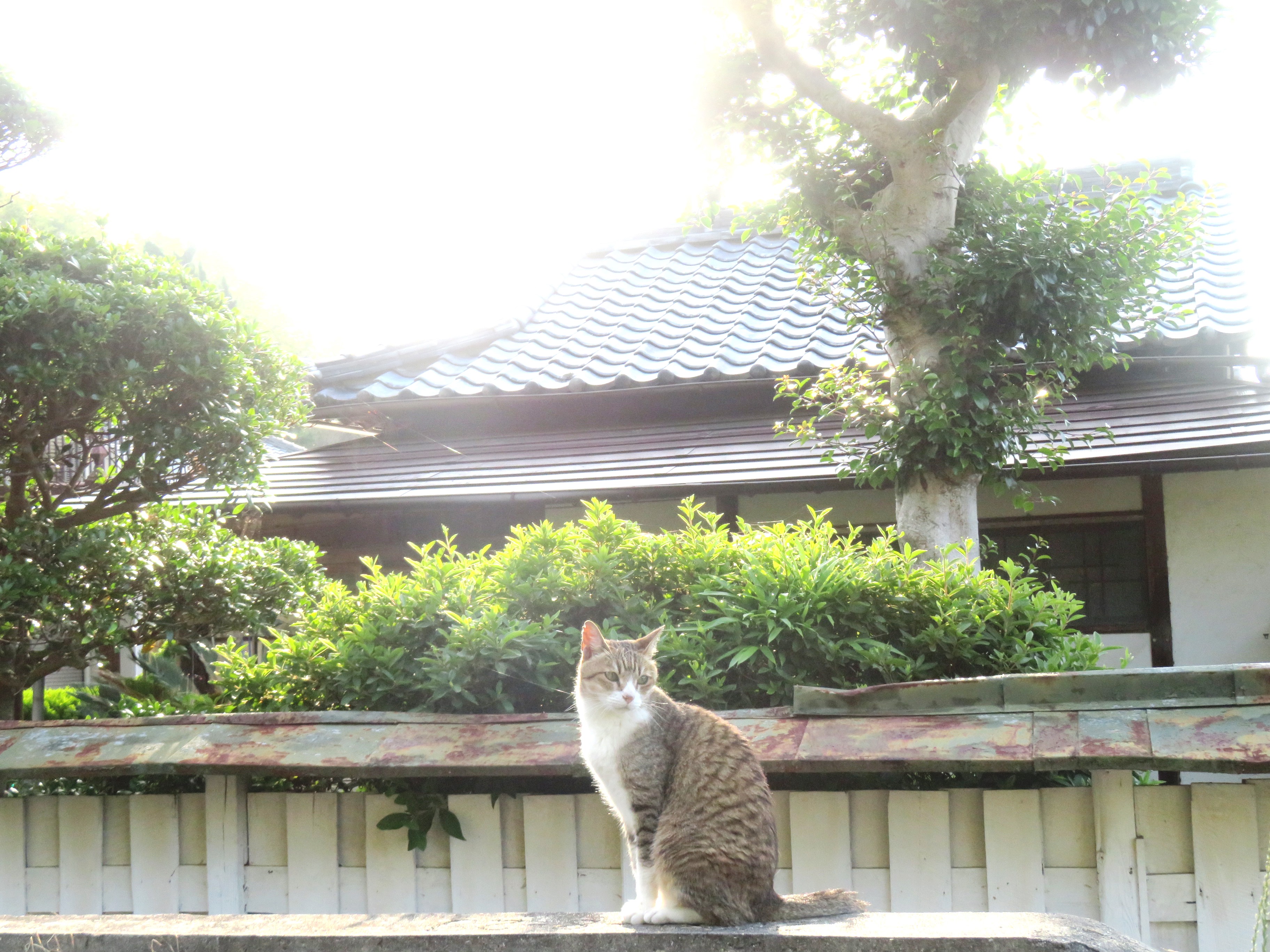 ねこ、風太 巡回