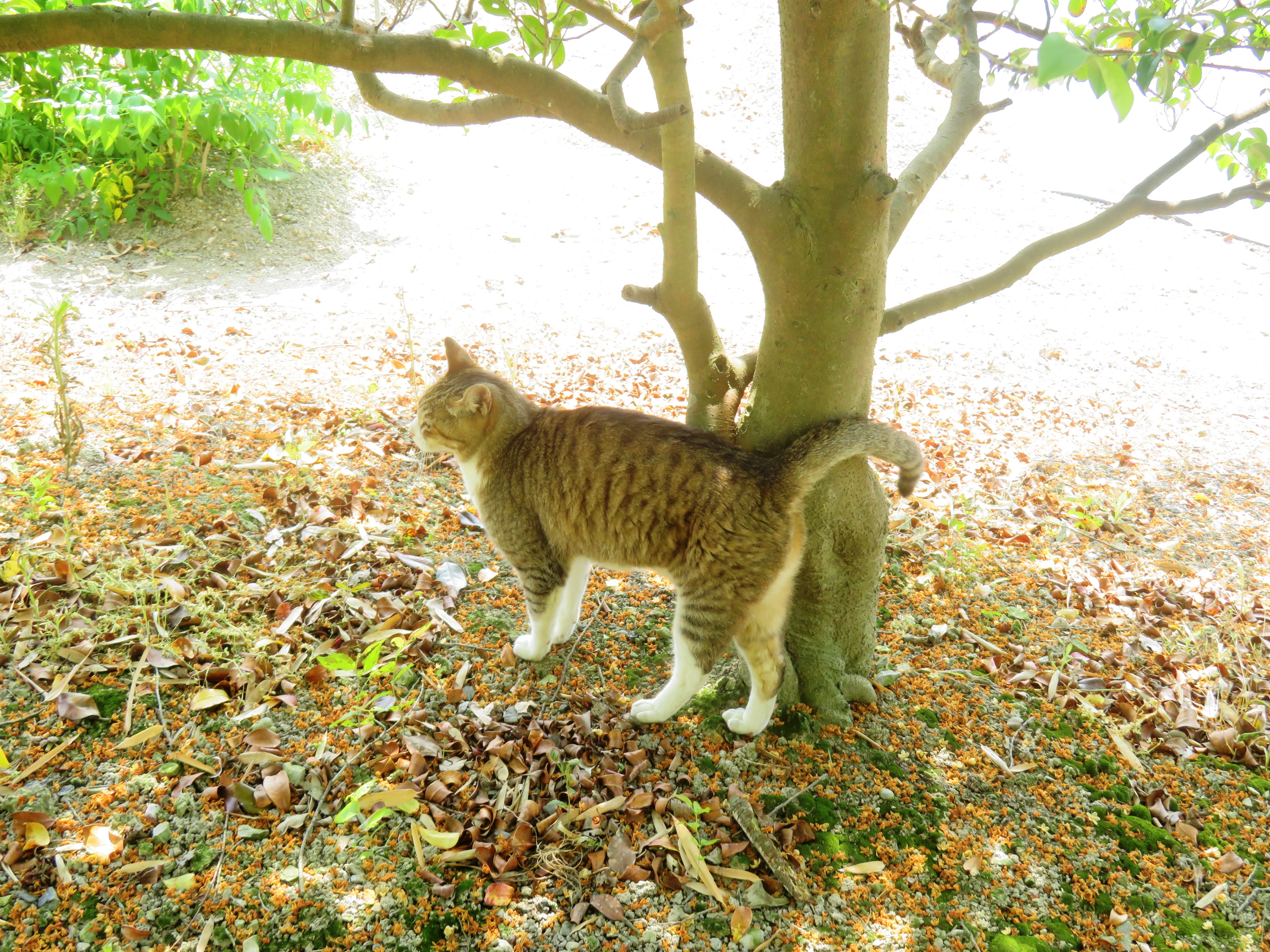 ねこ、風太 巡回