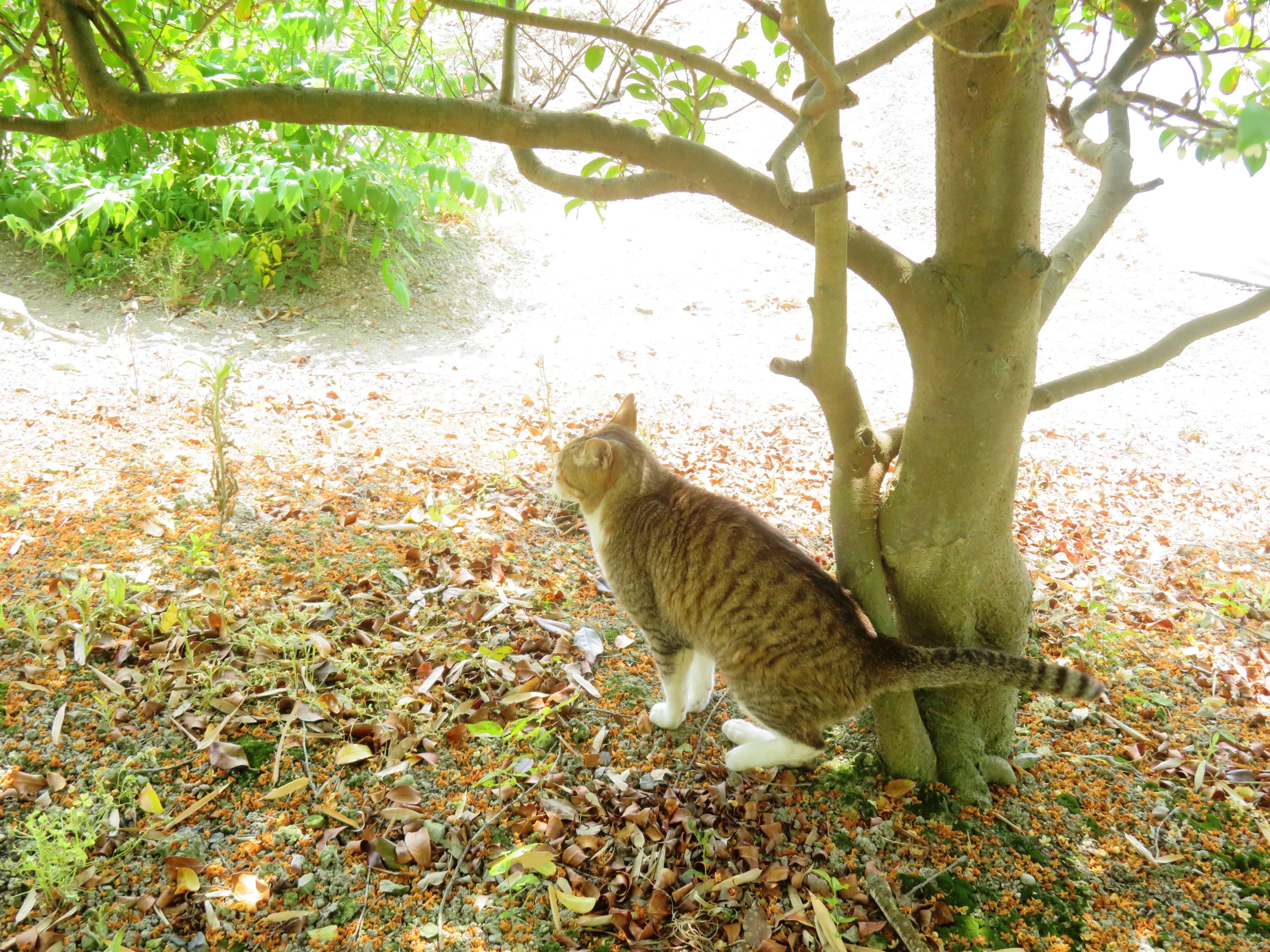 ねこ、風太 巡回