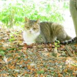 ねこ、風太　巡回