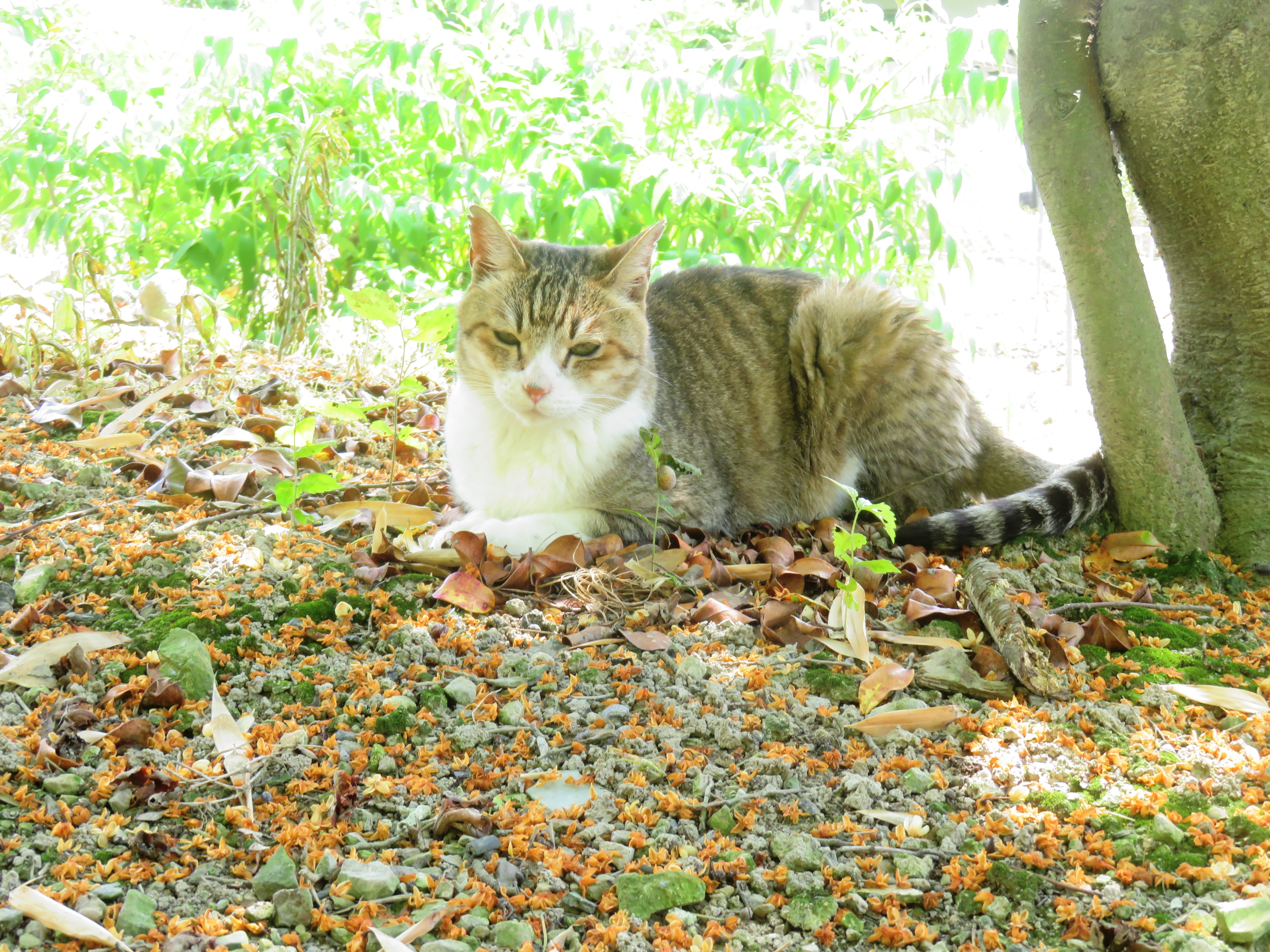 ねこ、風太 巡回