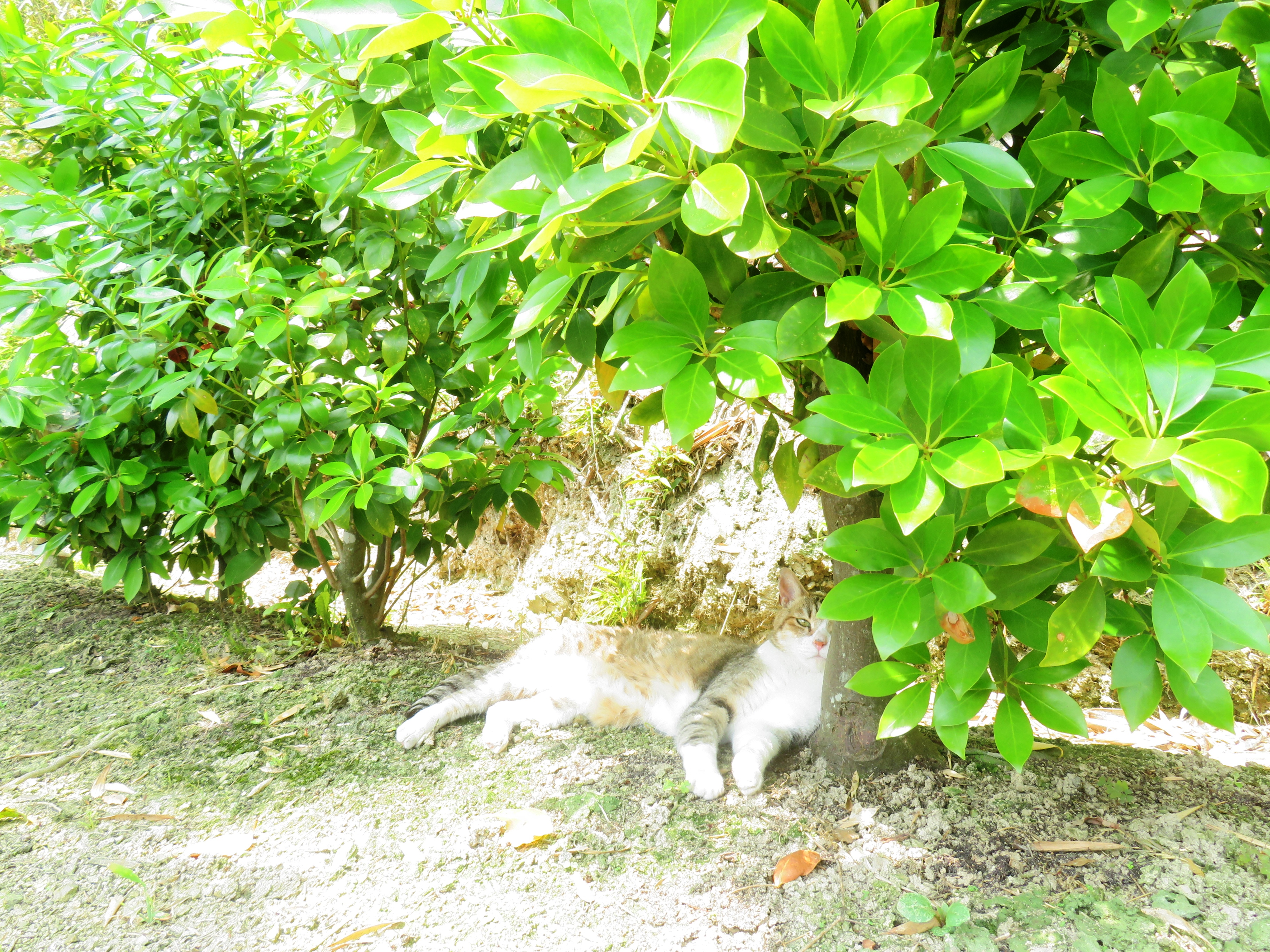 ねこ、風太 木陰