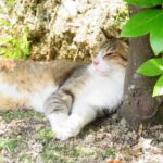 ねこ、風太　木陰