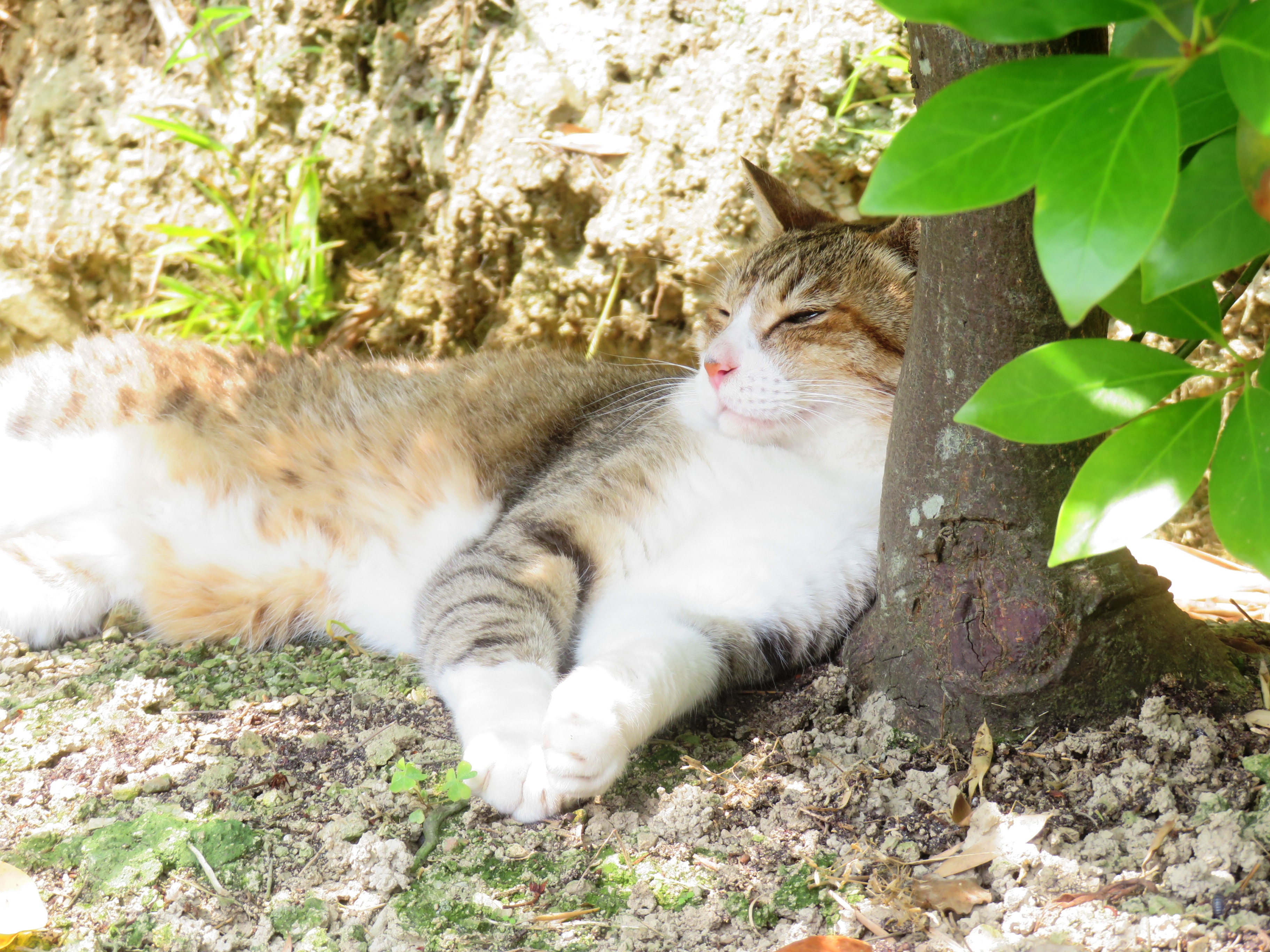 ねこ、風太 木陰
