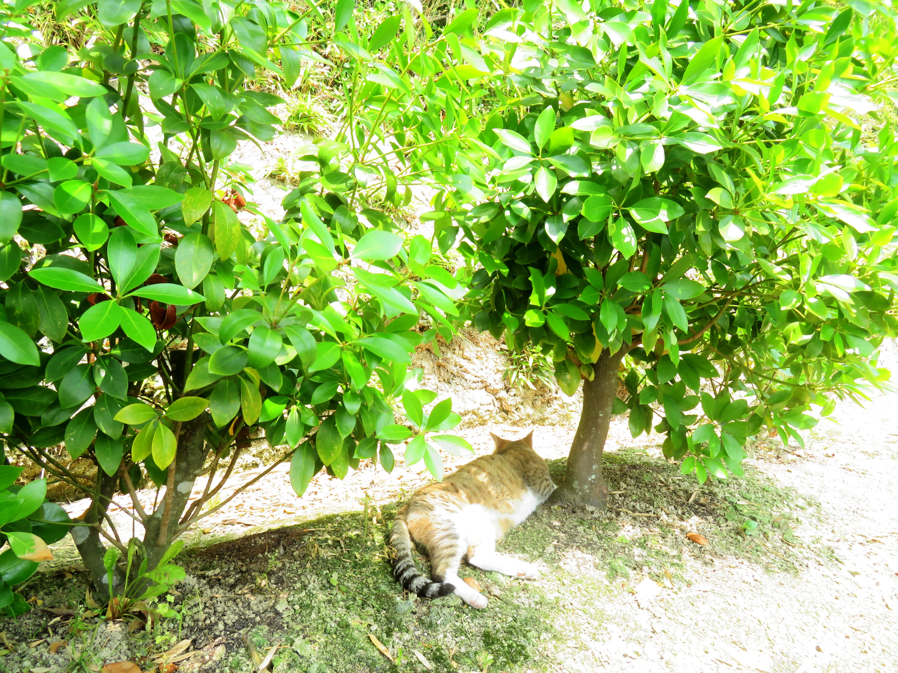 ねこ、風太 木陰