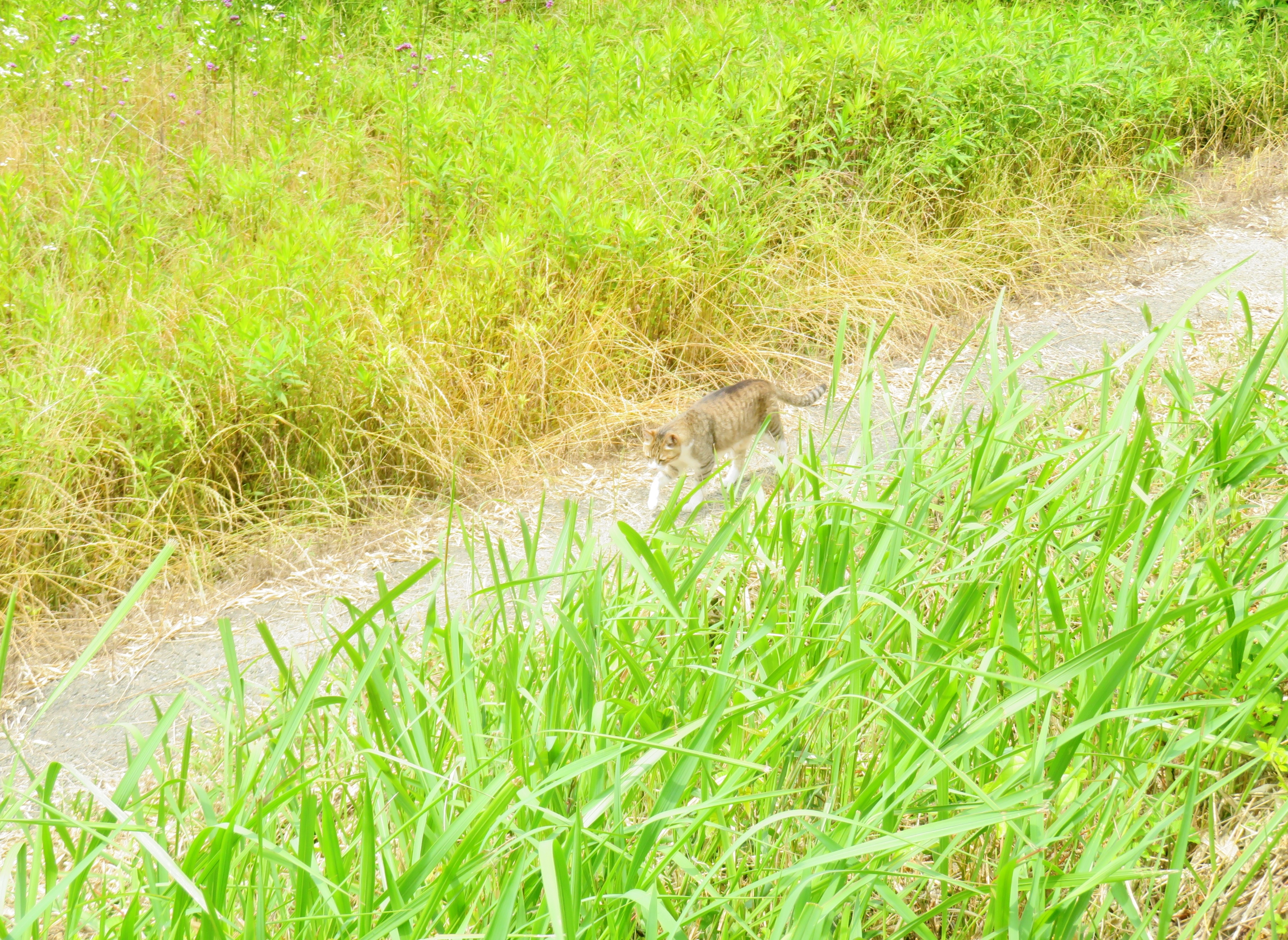 ねこ、風太 巡回